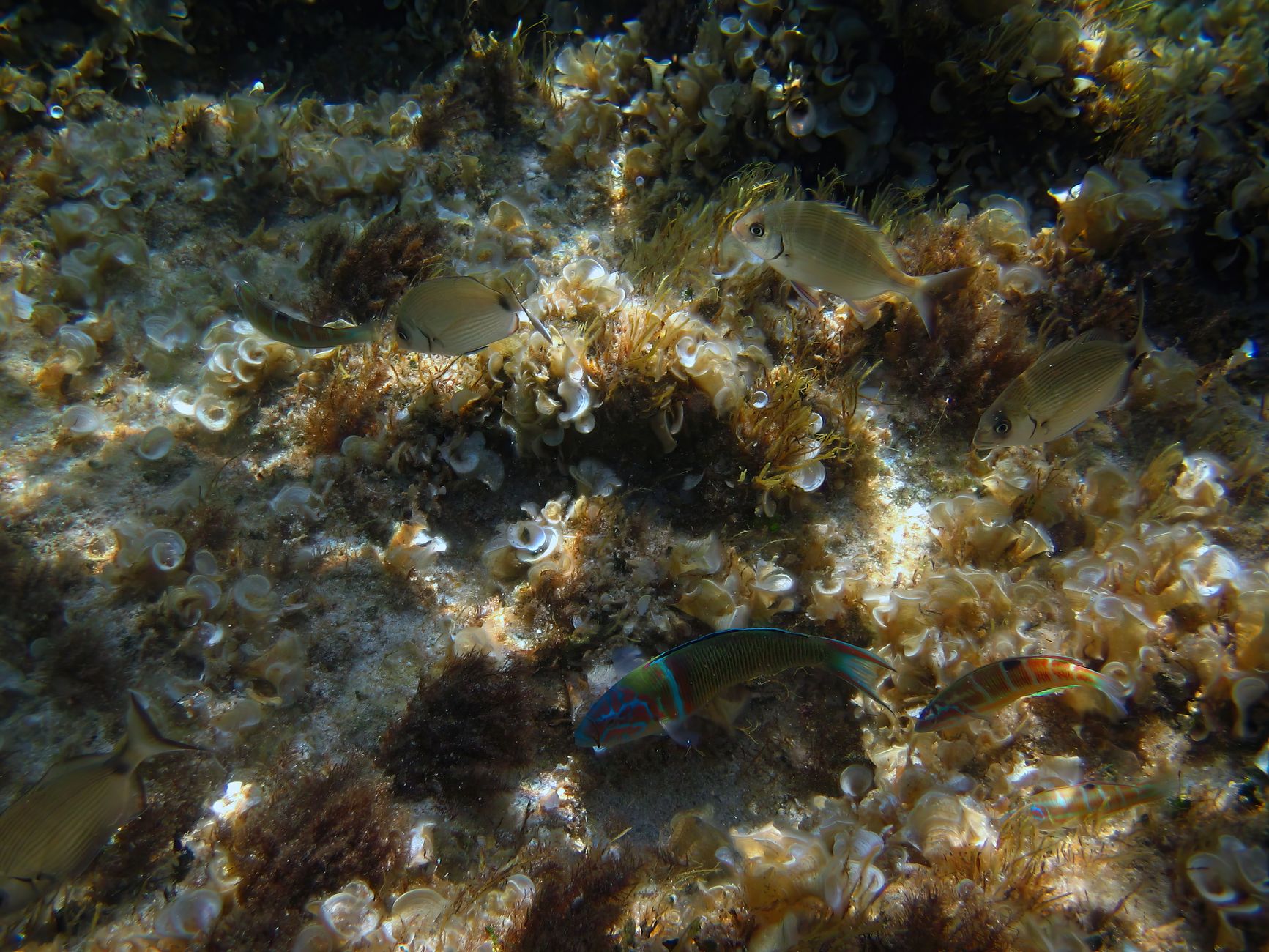 Cetriolo di mare sul fondale marino