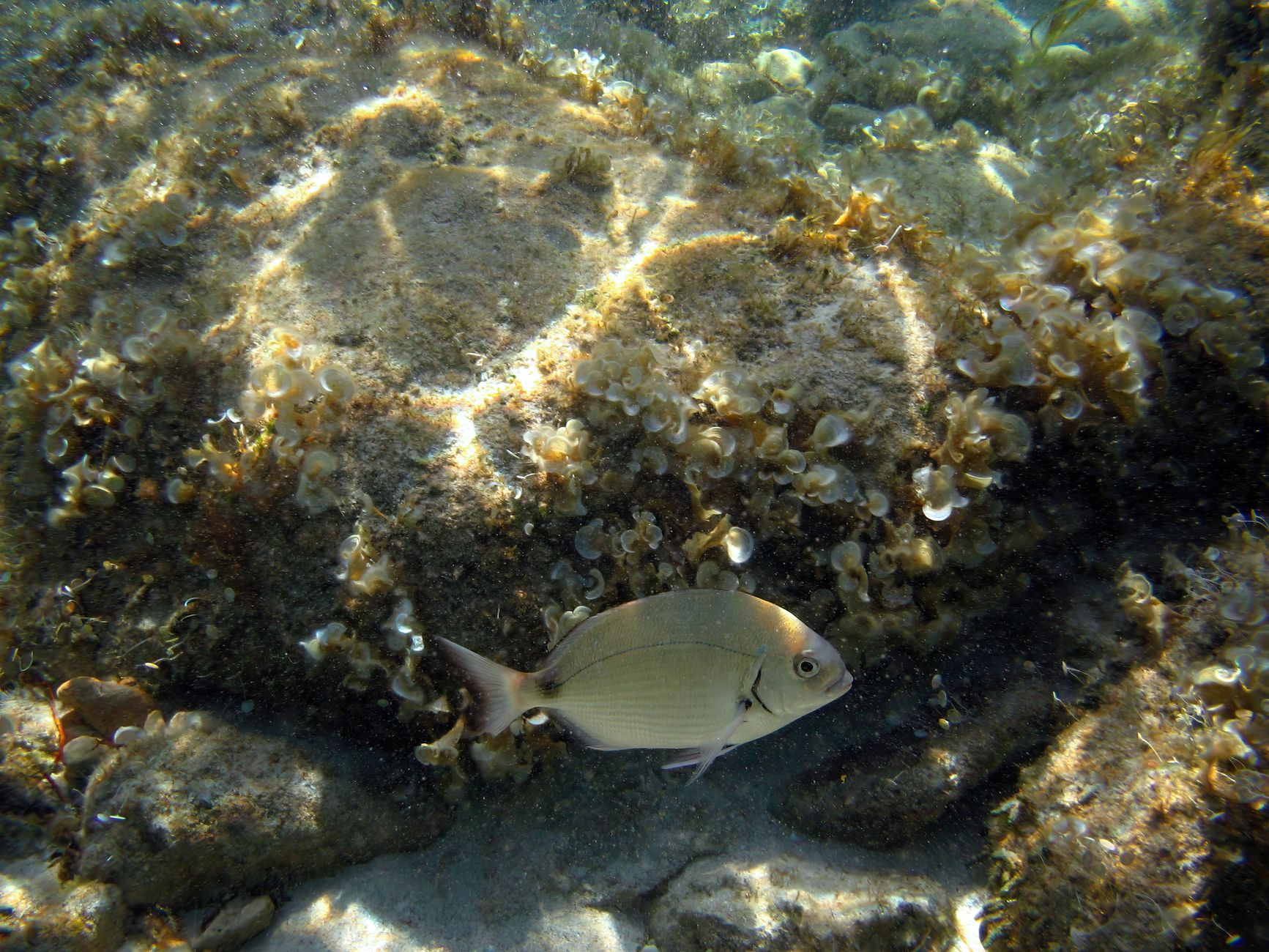 Cetriolo di mare sul fondale marino
