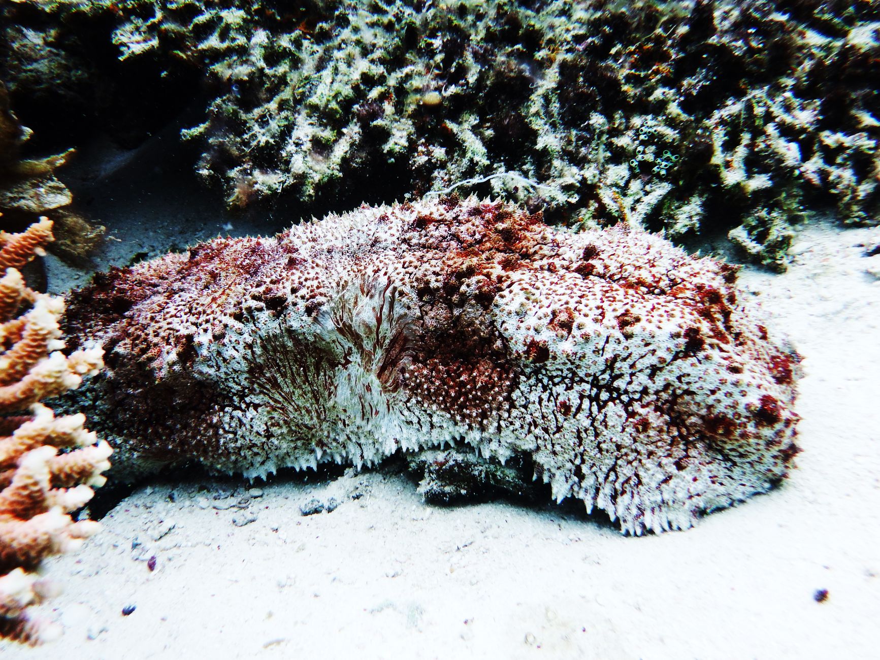 Cetriolo di mare sul fondale marino