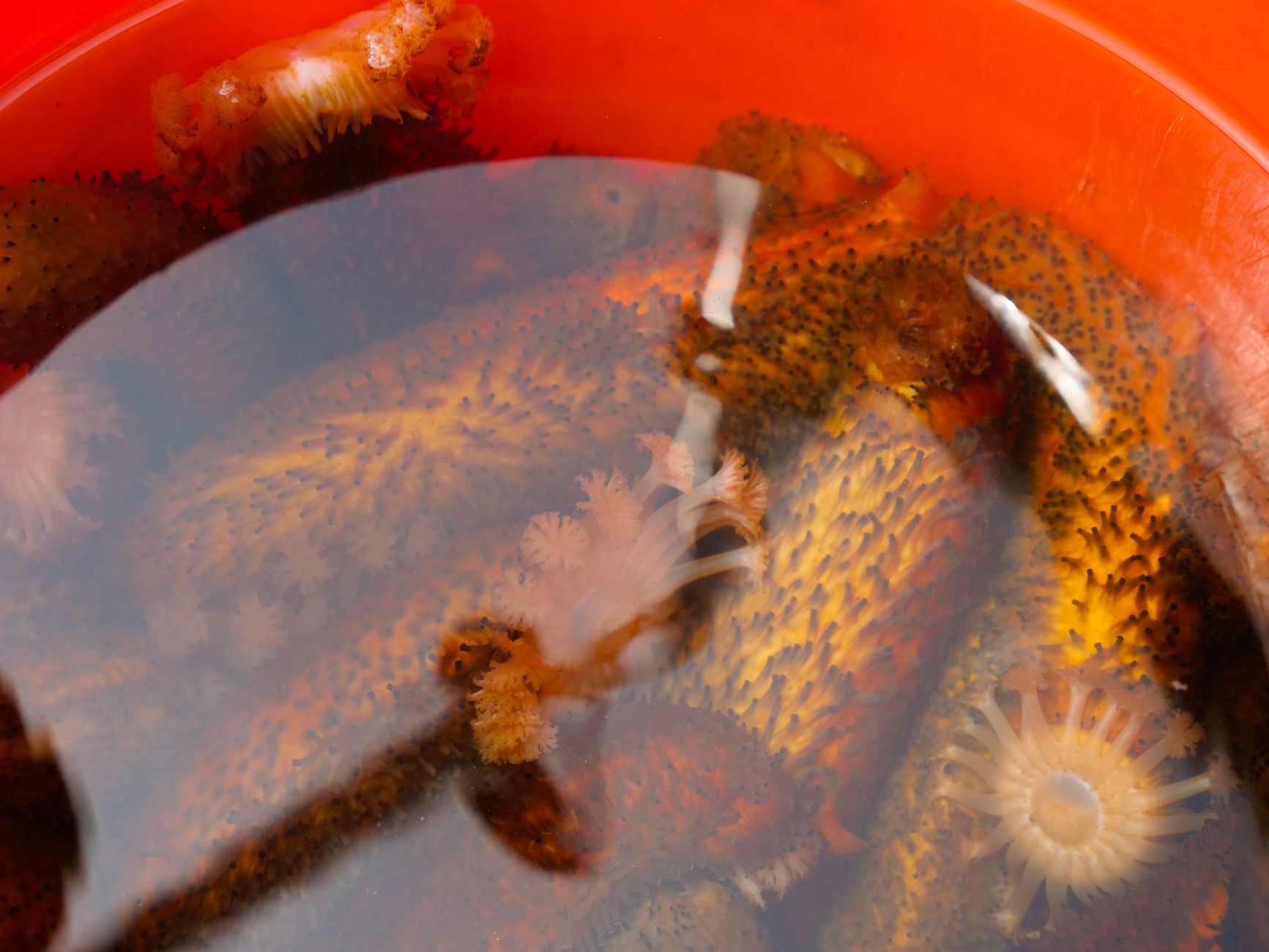 Cetriolo di mare sul fondale marino