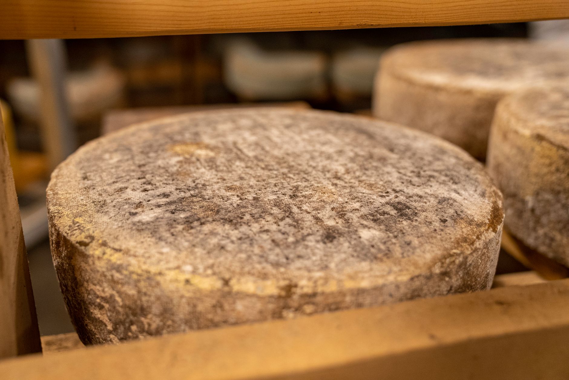 Formaggi artigianali in esposizione