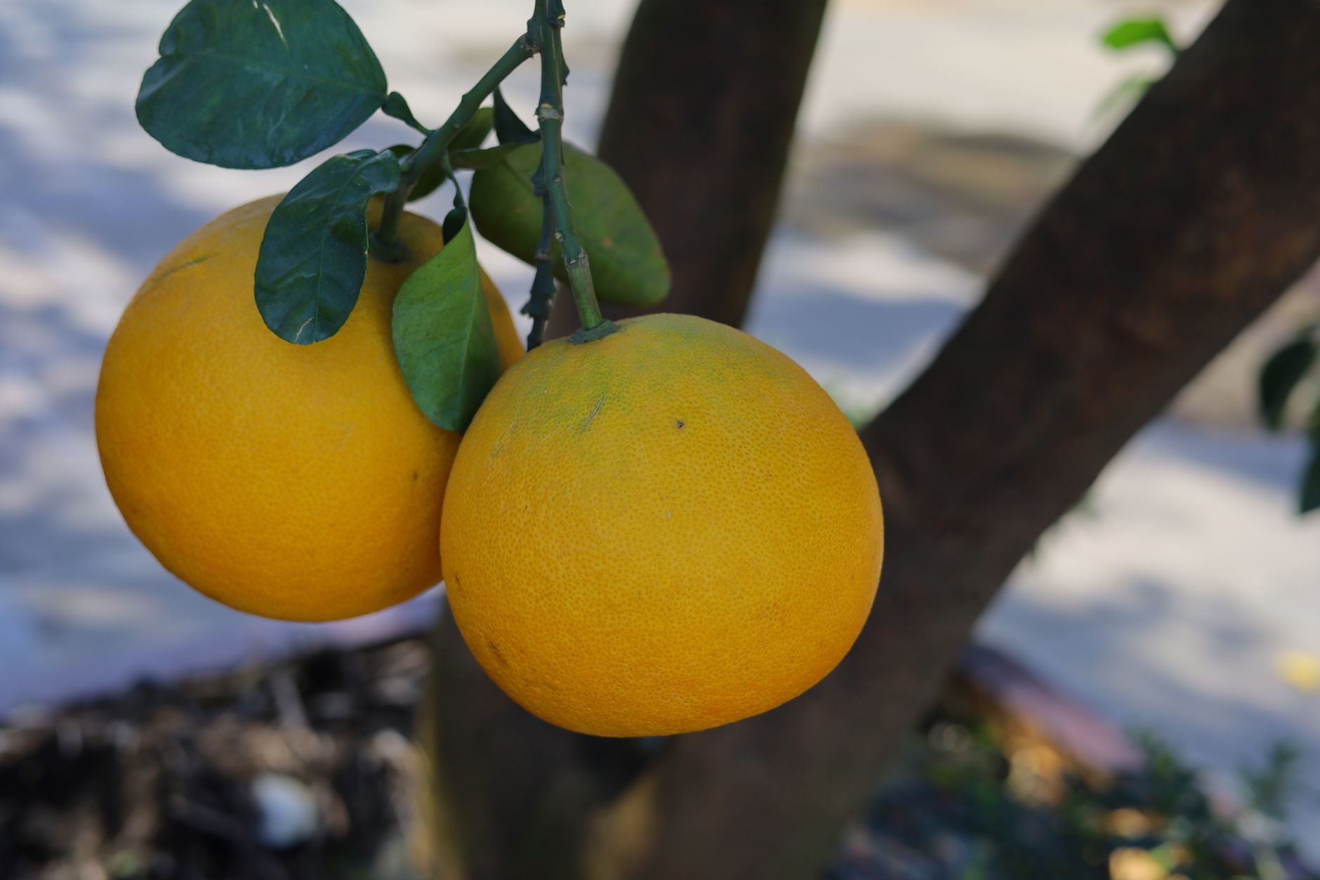 Limoni freschi con foglie su un tavolo