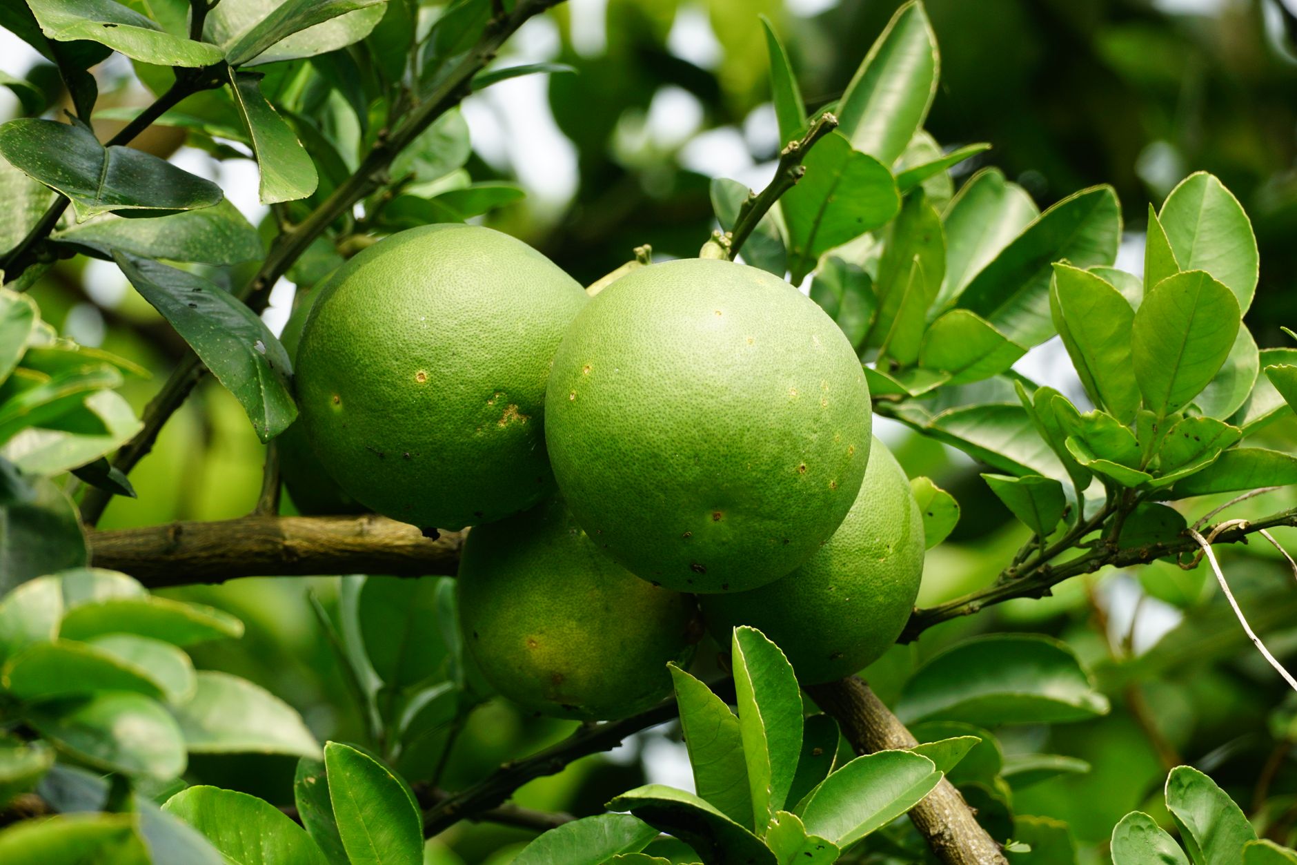 Bucce di arancia da cui si estrae l'olio essenziale