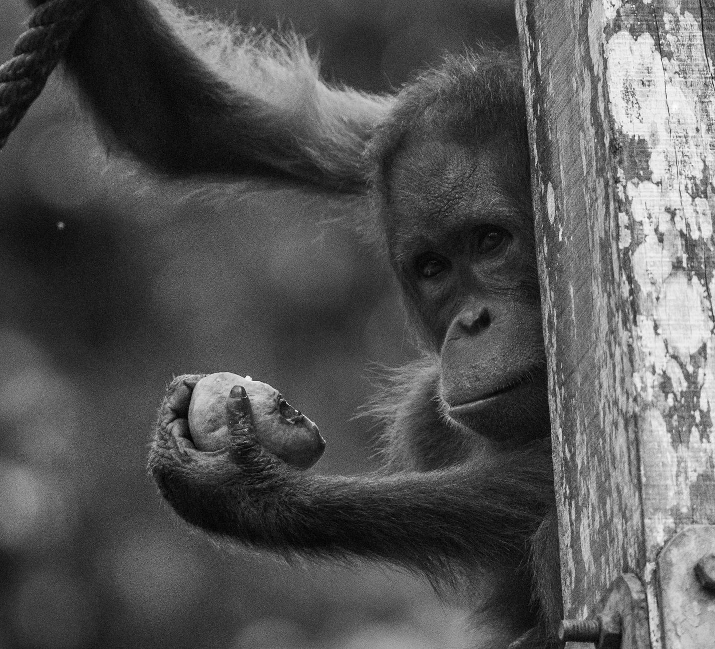 Orango che si arrampica tra gli alberi della foresta pluviale