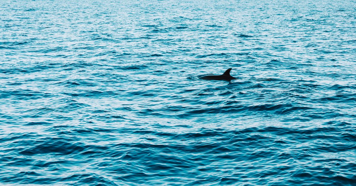 Delfino che nuota nell'oceano