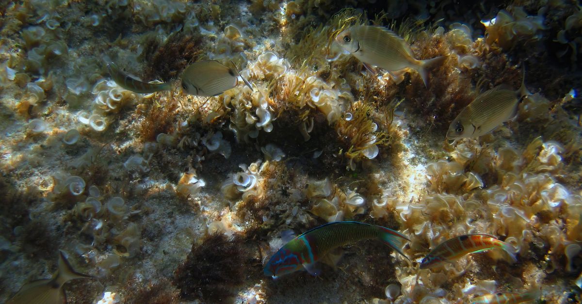 Gruppo di delfini che nuota insieme