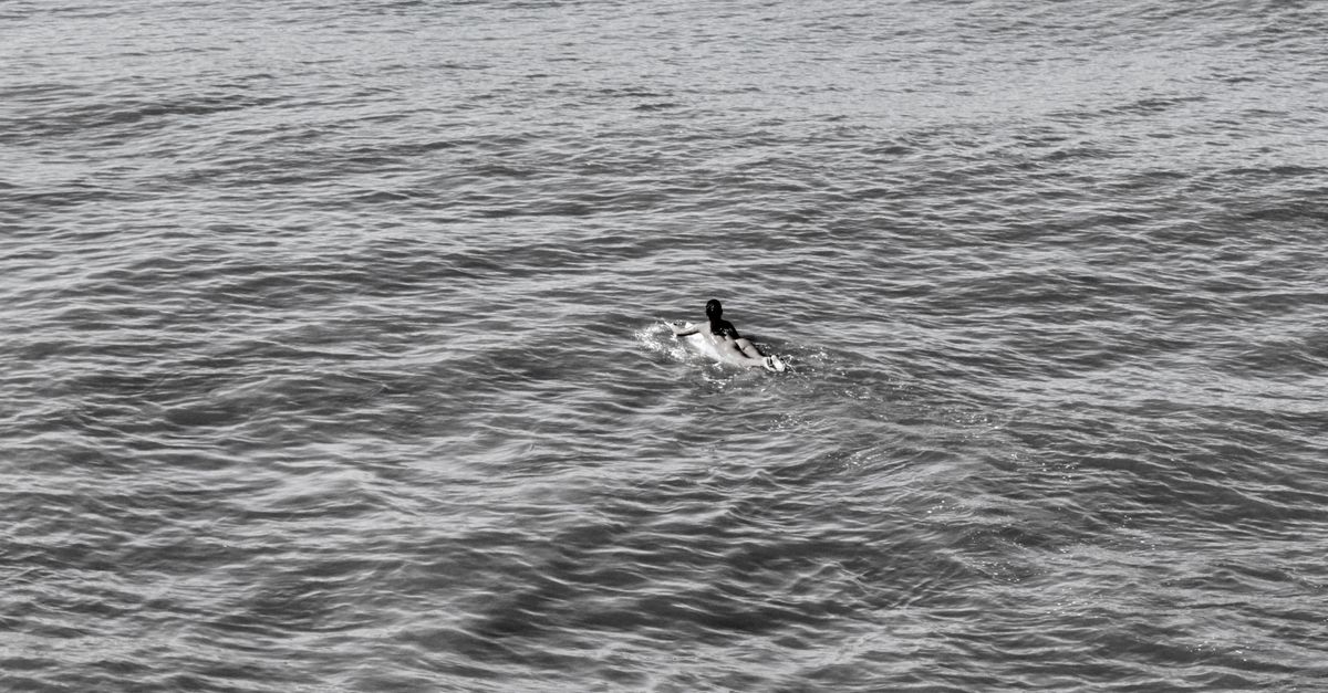 Delfino che cavalca un'onda