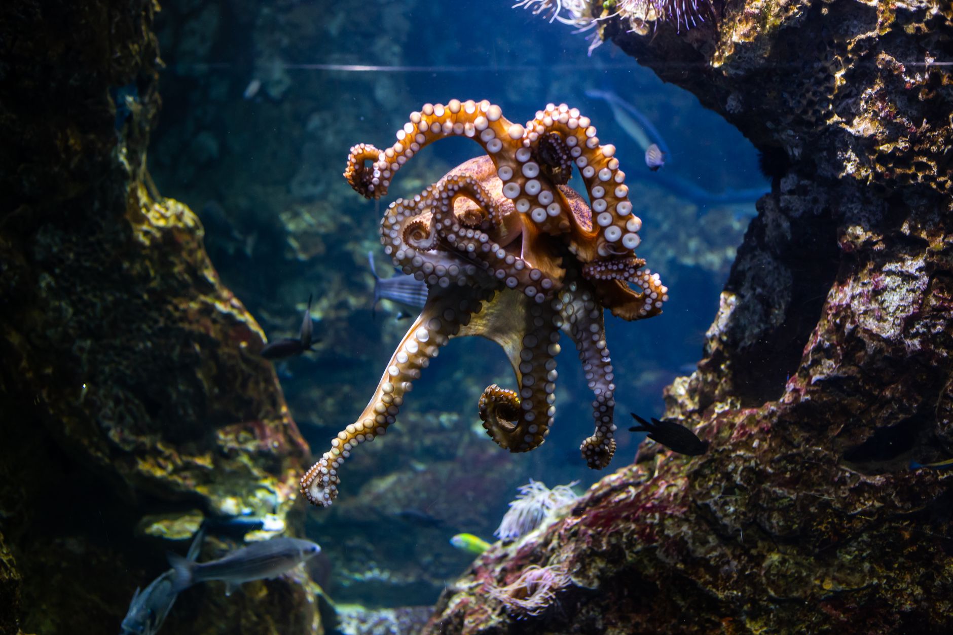 Primo piano dei tentacoli e delle ventose di un polpo