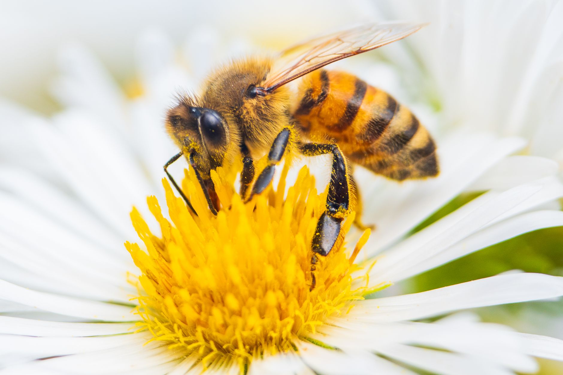 Ape da miele posata su un fiore mentre raccoglie il nettare