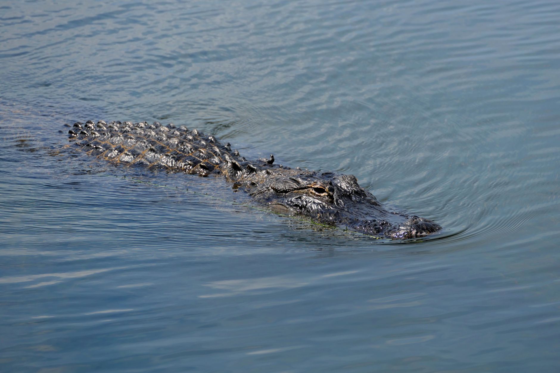 Coccodrillo con le fauci spalancate su una riva sabbiosa