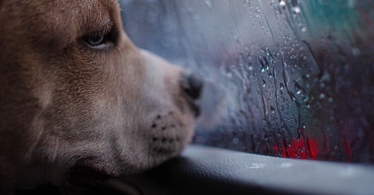 Cane che guarda fuori dalla finestra in attesa