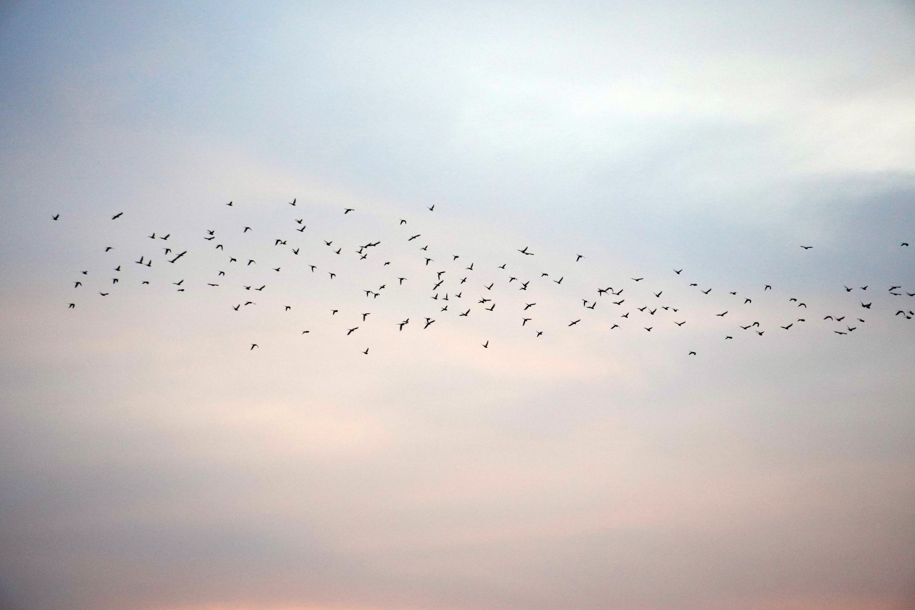 Stormo di uccelli in migrazione nel cielo