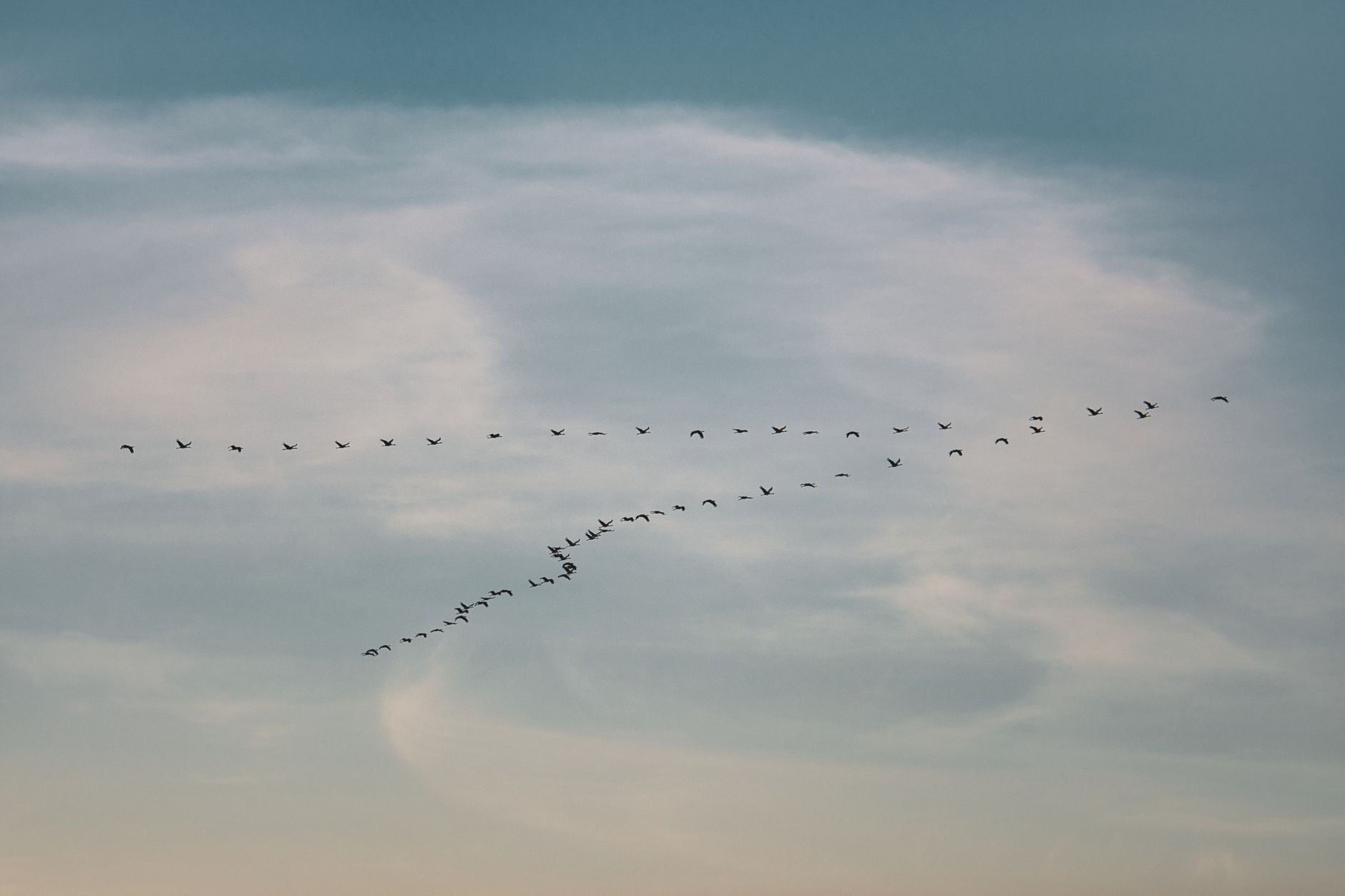 Uccelli che volano in formazione al tramonto