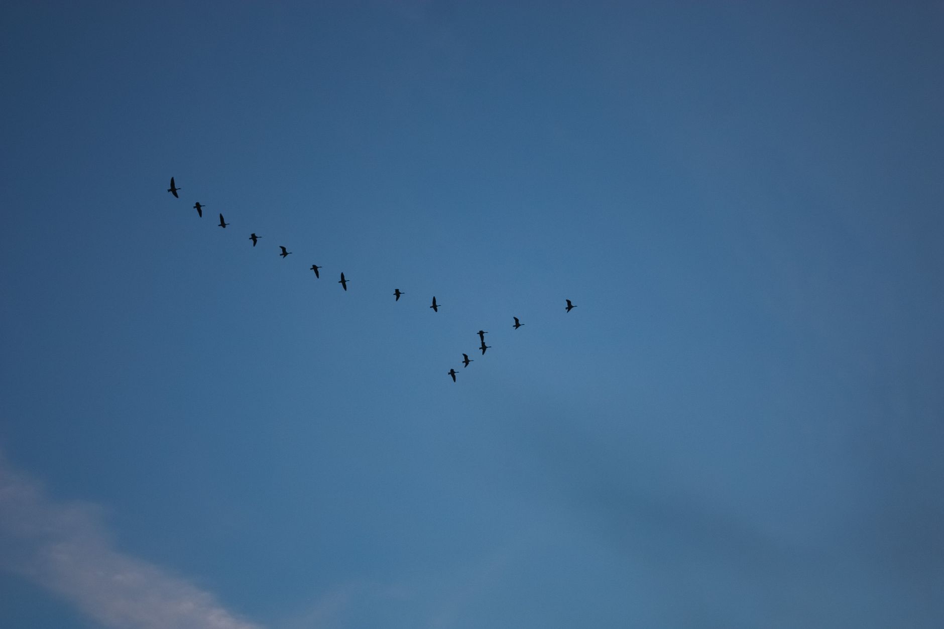 Stormo di uccelli contro il cielo aperto