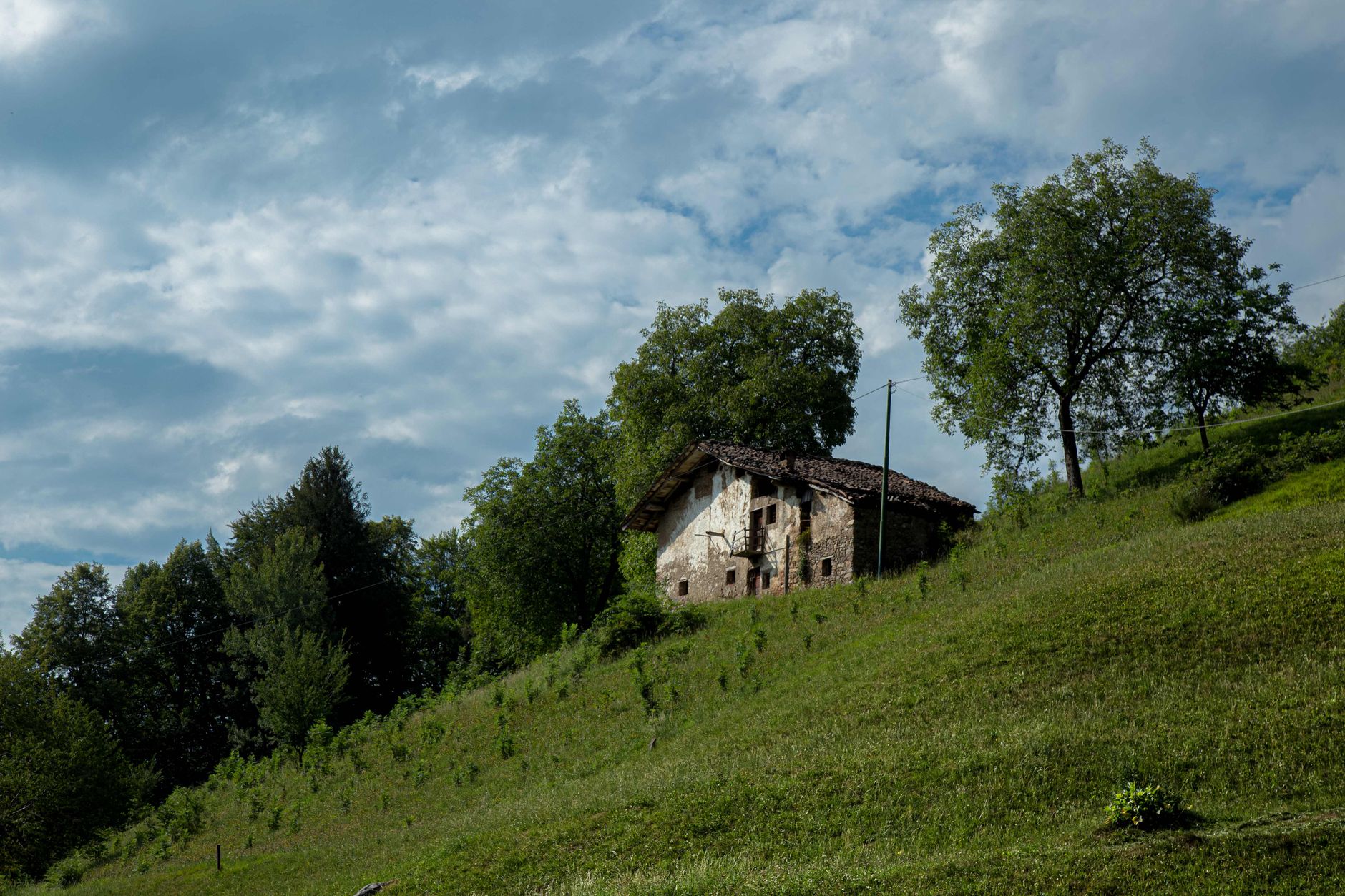 Un coniglio selvatico europeo nel suo ambiente naturale