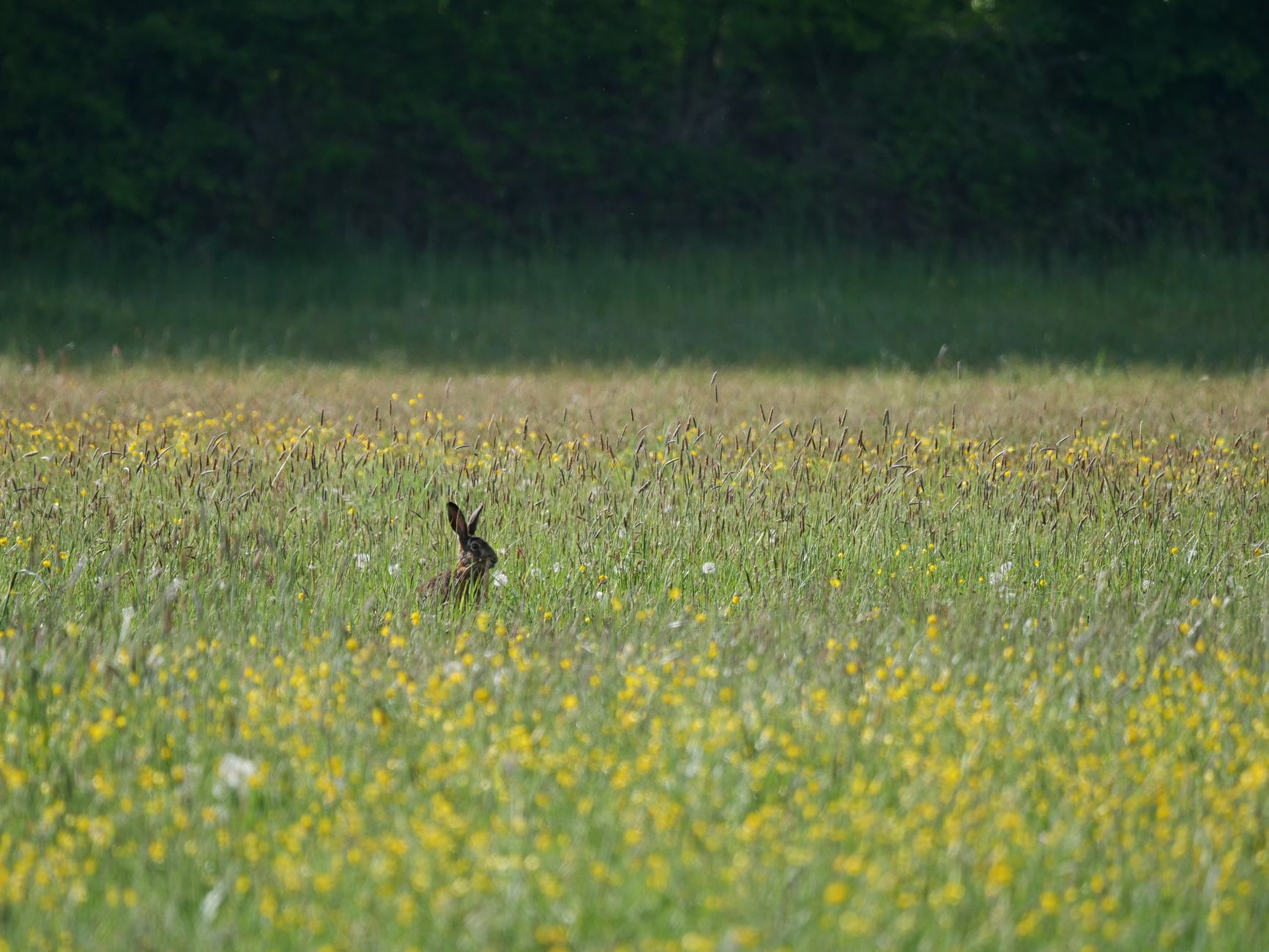 Un coniglio selvatico europeo nel suo ambiente naturale