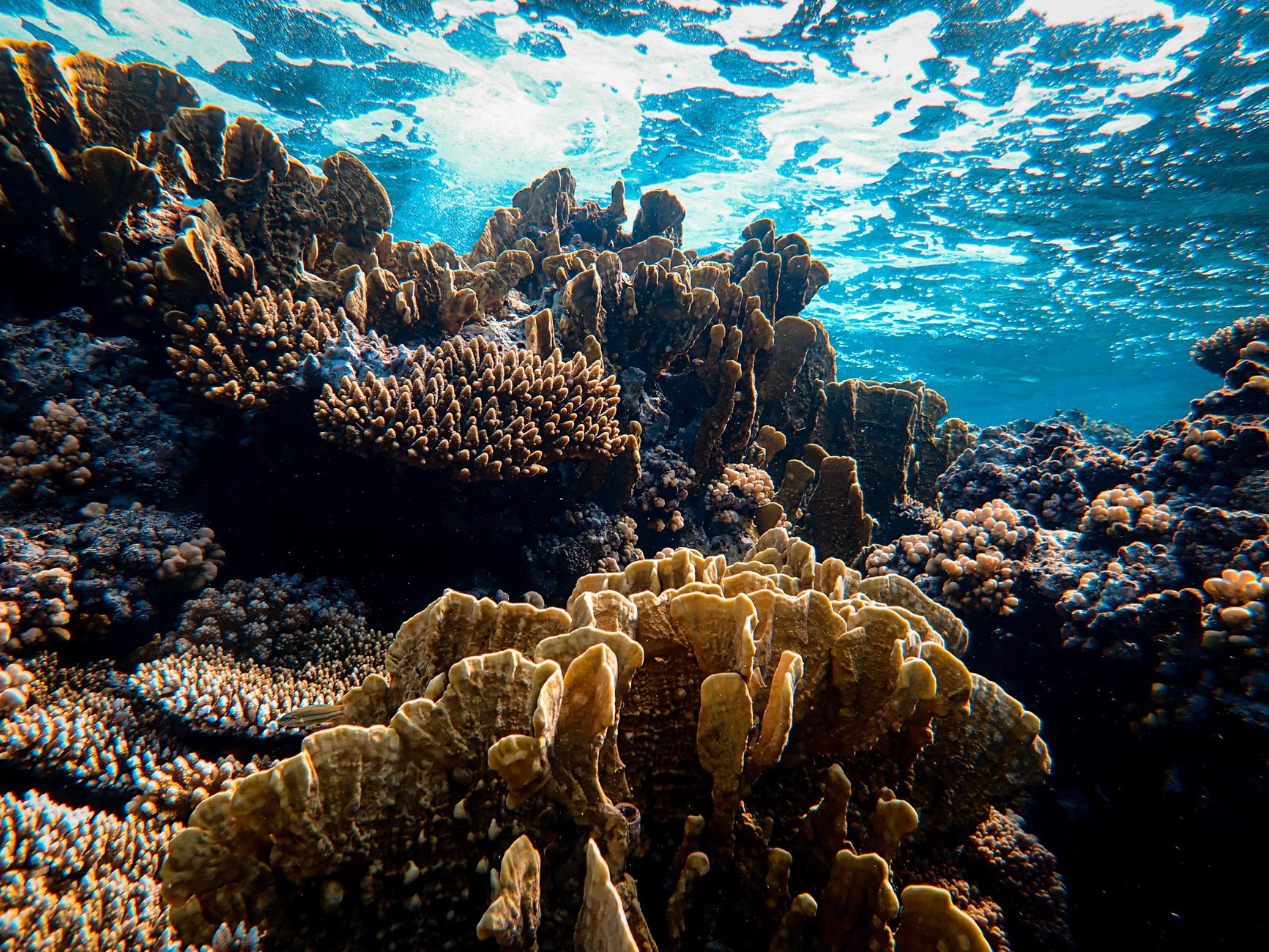 Conchiglie sulla sabbia di una spiaggia tropicale