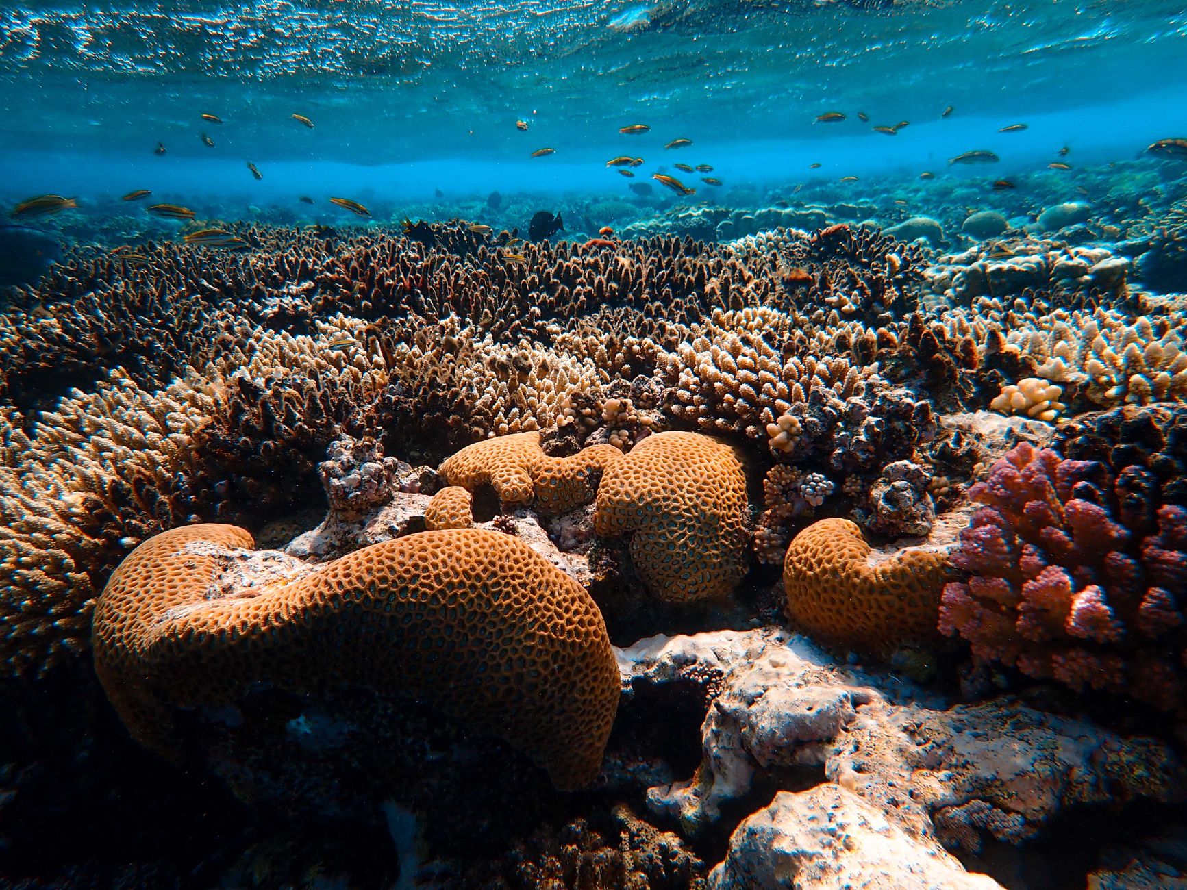 Acque cristalline di un oceano tropicale