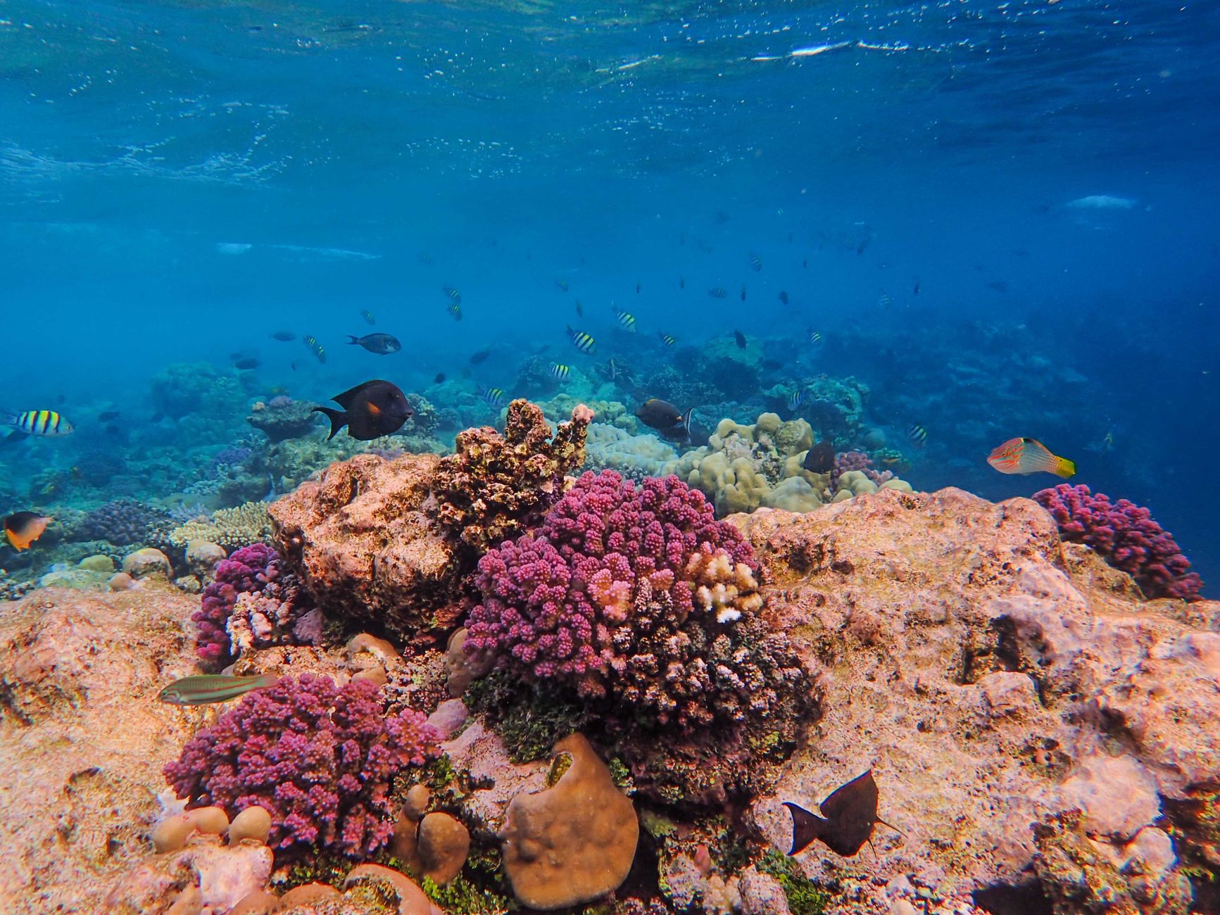 Barriera corallina sana ricca di pesci e vita marina