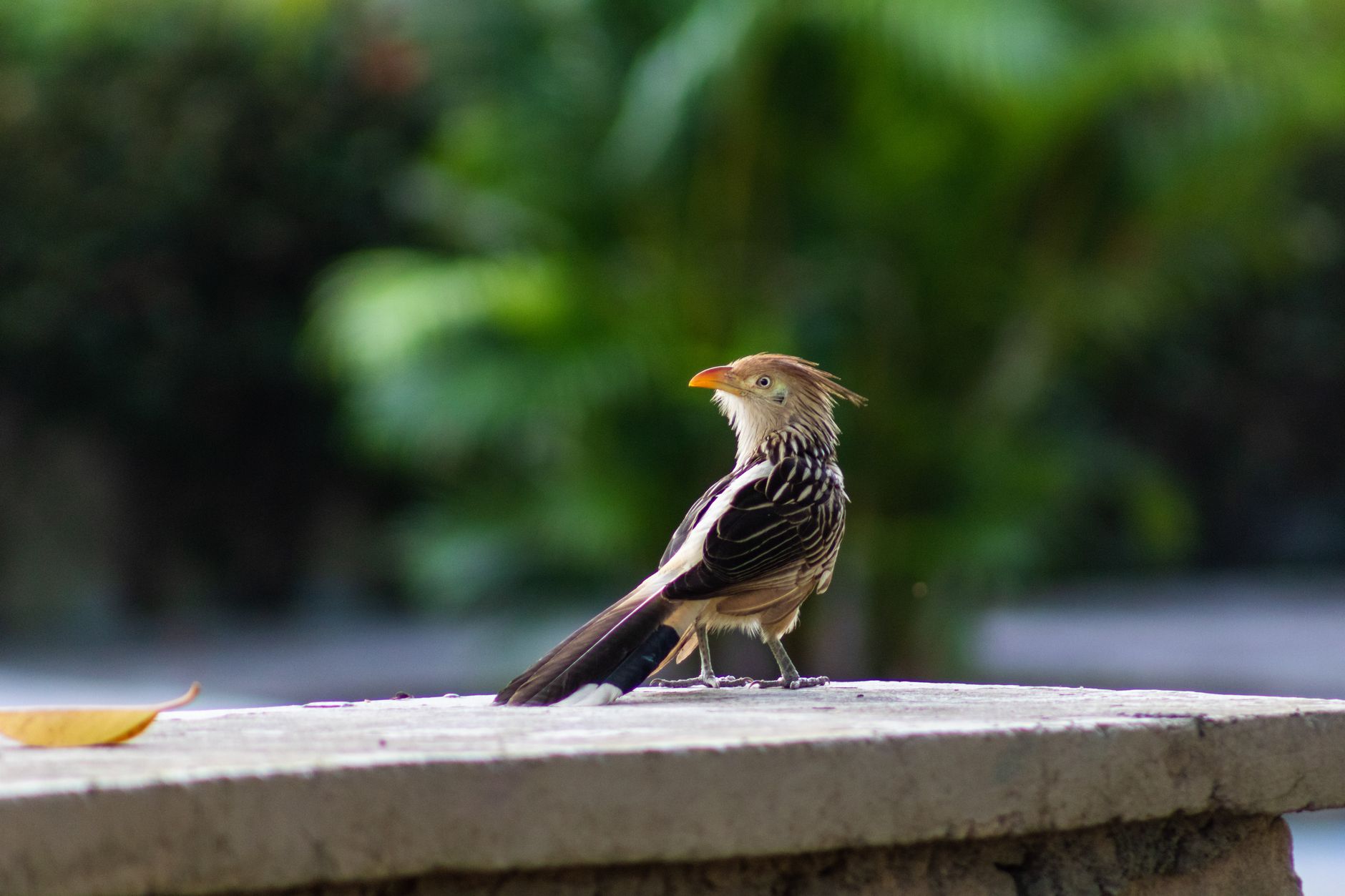 Piccolo uccello insettivoro tra la vegetazione