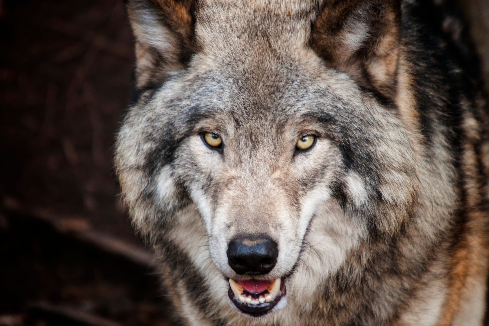 Lupo che mostra i denti, predatore carnivoro