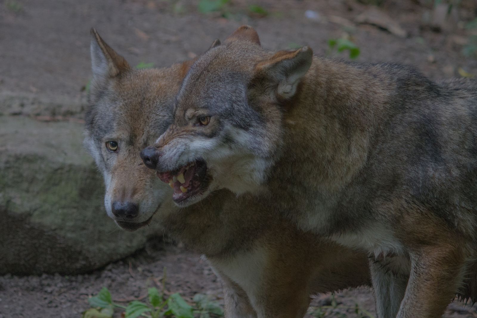 Primo piano di un leone, grande felino predatore