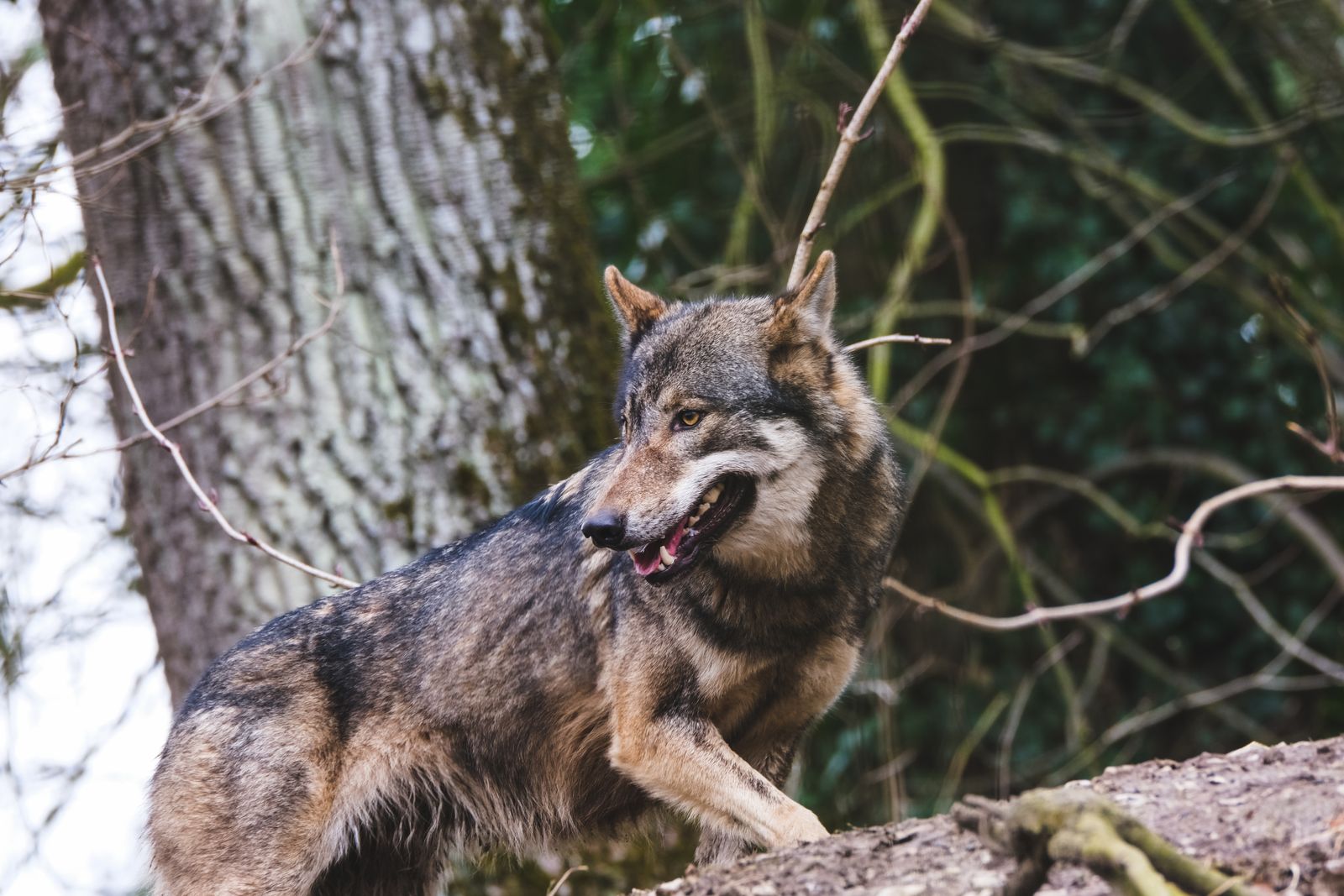 Dentatura di un cane con i denti carnassiali