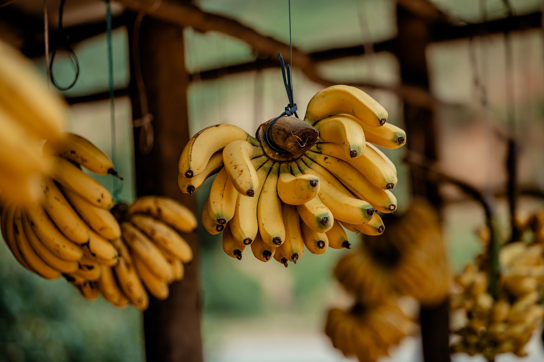 Una banana singola su un piano chiaro