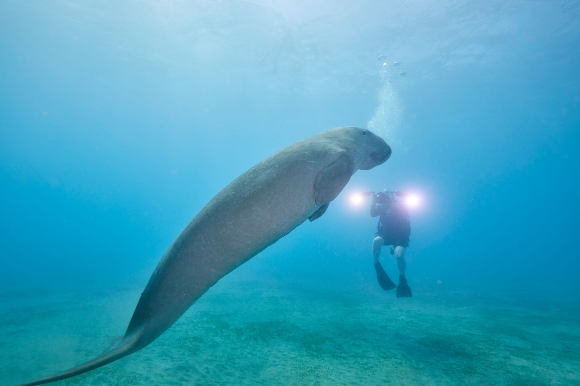 Dugongo che pascola le fanerogame marine su un fondale sabbioso