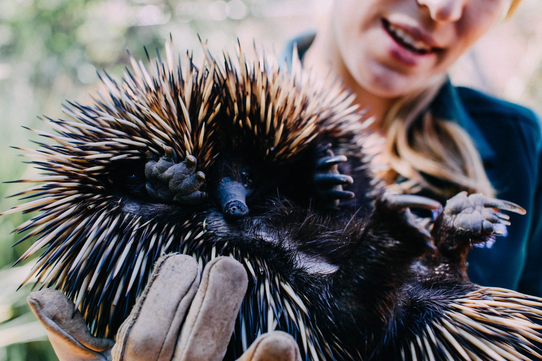 Echidna, il mammifero australiano che depone le uova