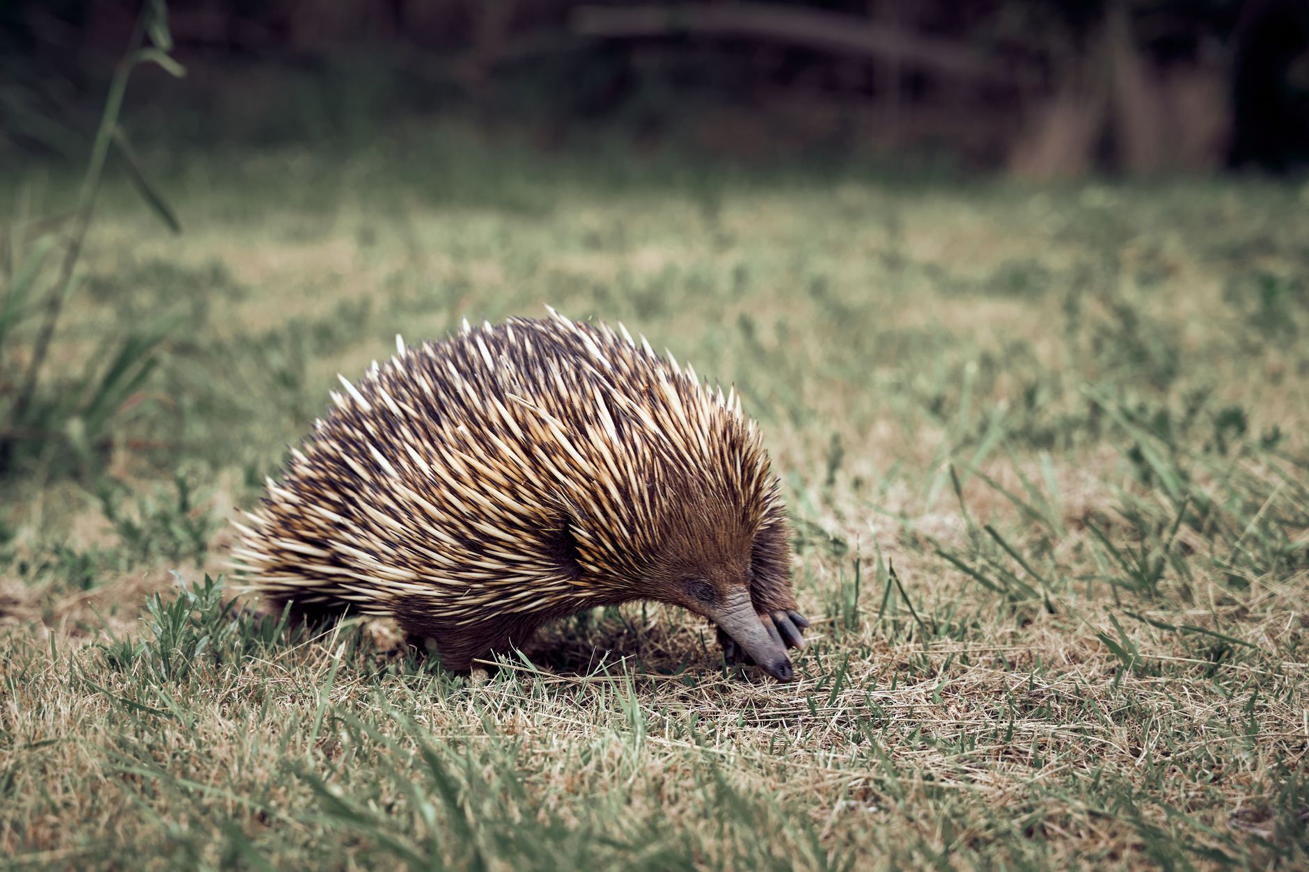 Gli aculei che ricoprono il corpo dell'echidna