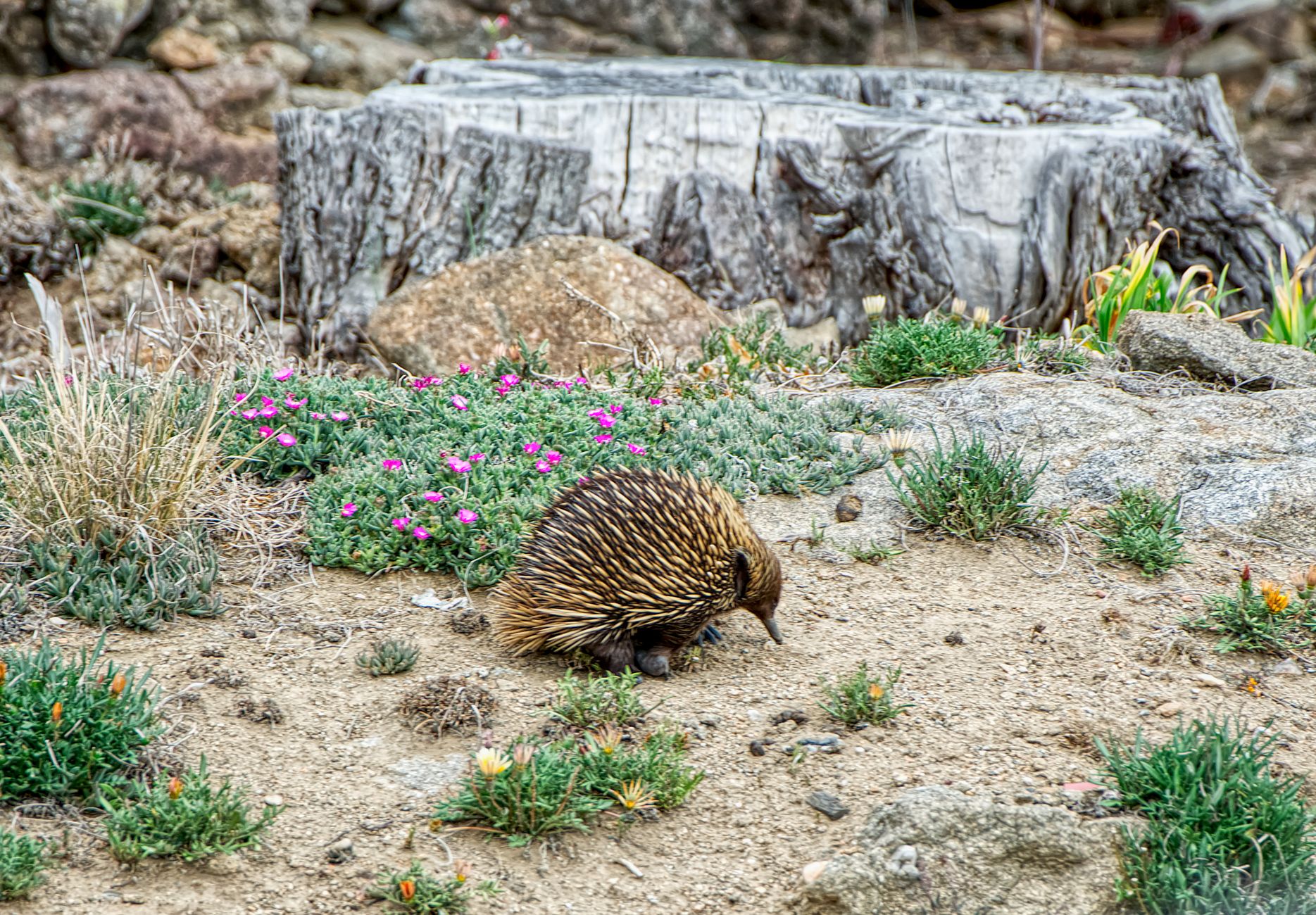 L'echidna alla ricerca di formiche e termiti