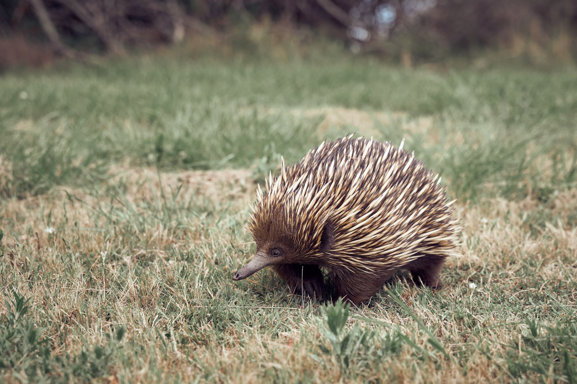 L'ambiente naturale dell'echidna in Australia
