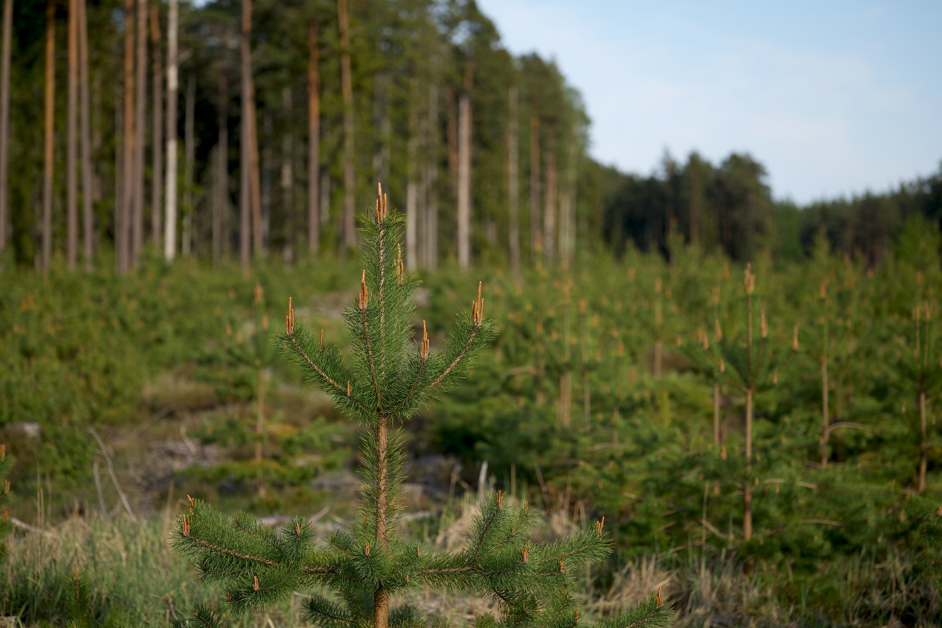 Piantina di albero curata durante la riforestazione