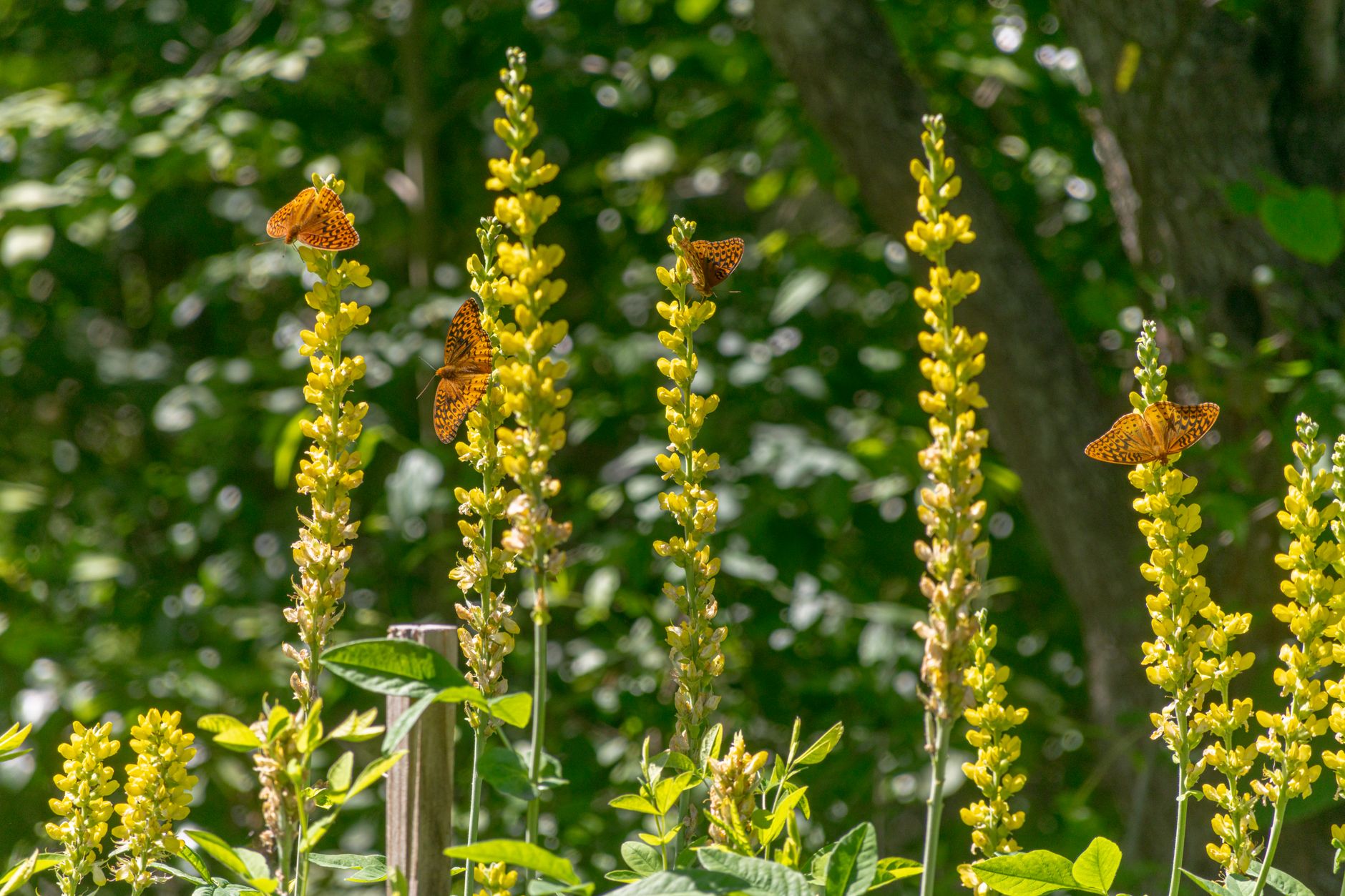 Una farfalla posata su un fiore in una prateria fiorita