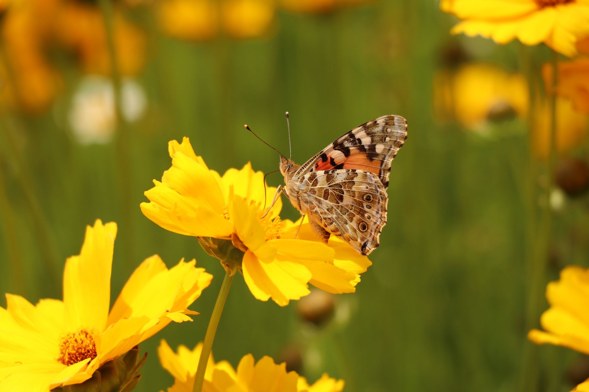 Piccola farfalla arancione tra i fiori selvatici di una prateria