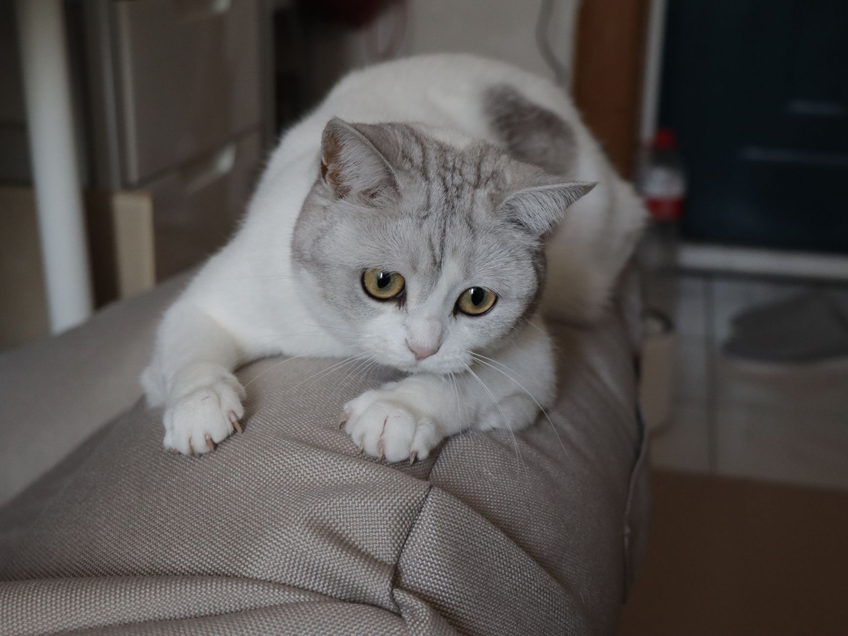 Gatto siamese in primo piano
