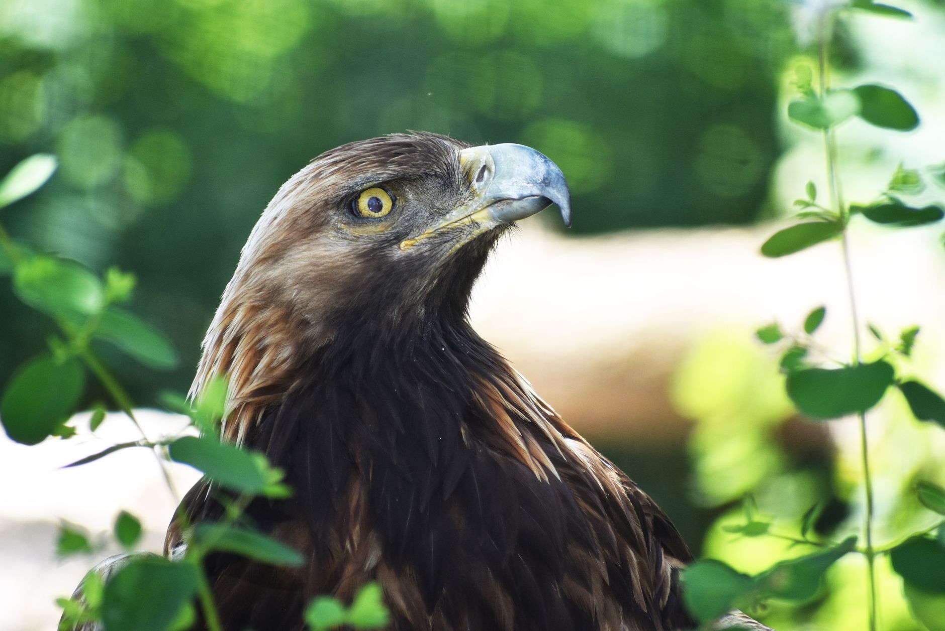 Aquila che vola sopra una foresta tropicale verde