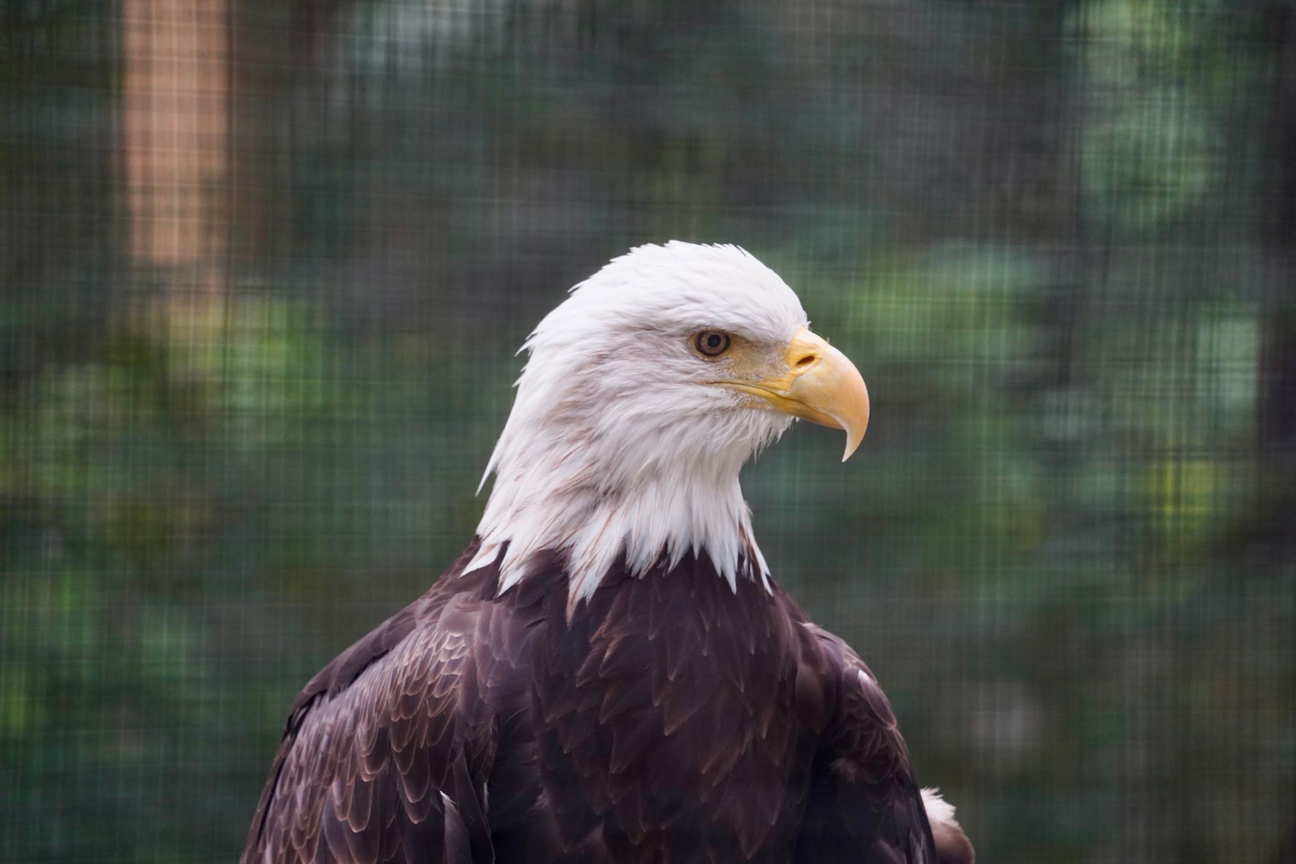 Rapace con piumaggio chiaro appollaiato tra i rami