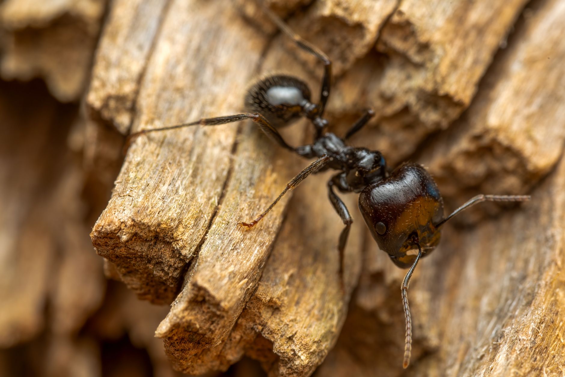 Formica nera in primo piano macro su una foglia
