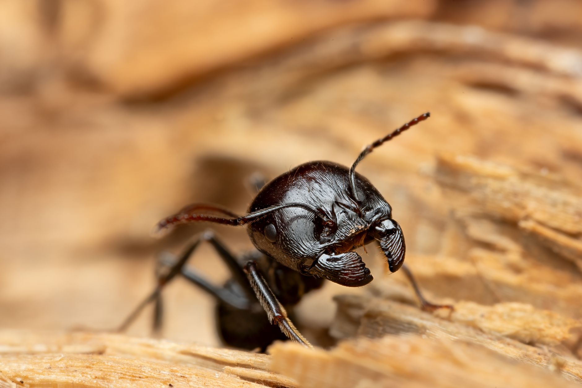 Colonna di formiche in marcia ordinata nella vegetazione