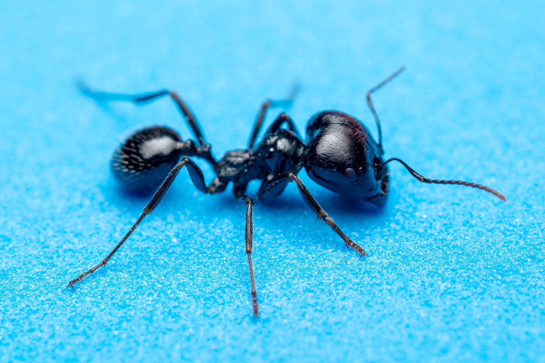 Formica operaia di grandi dimensioni su terreno naturale