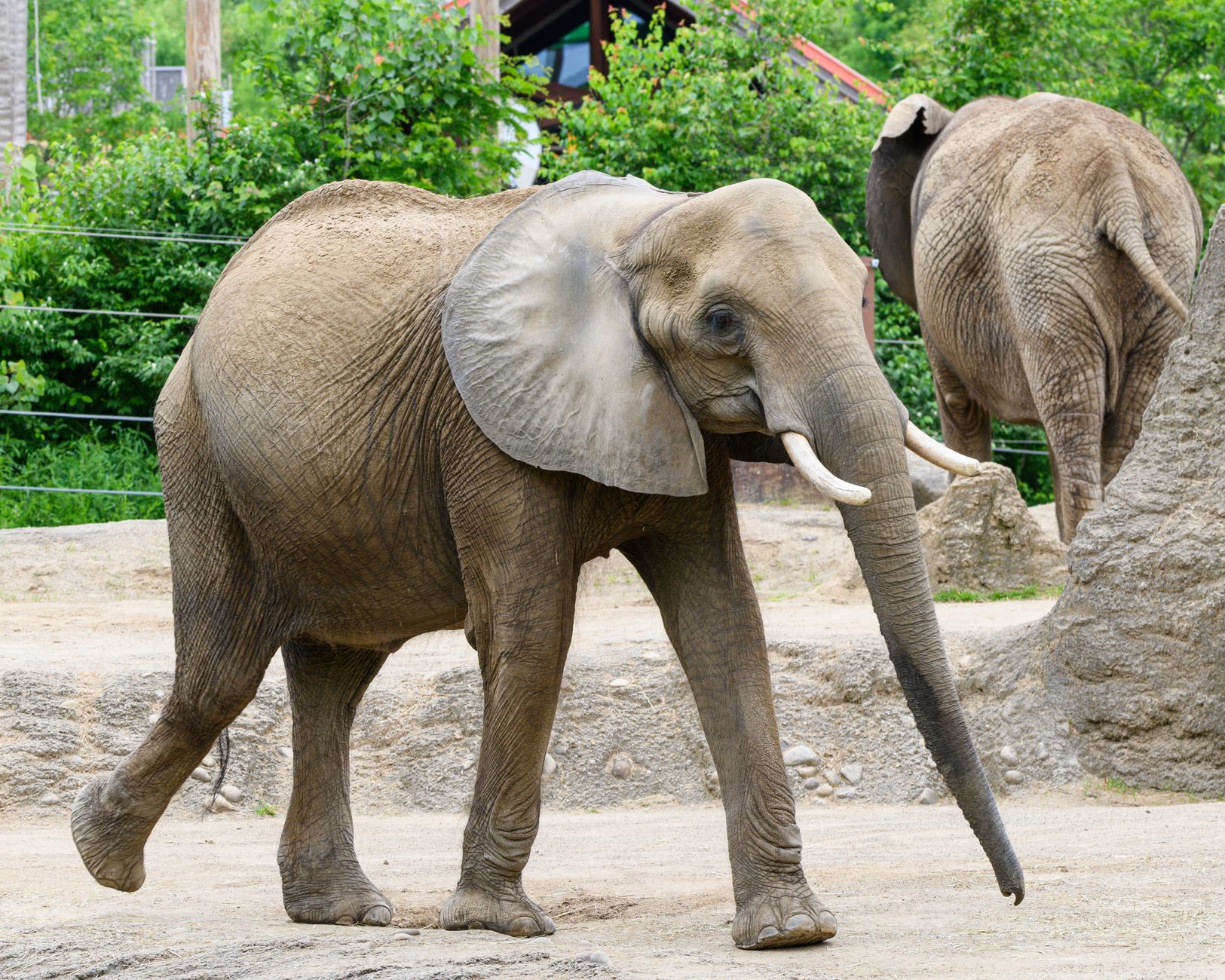 Elefante africano nella savana