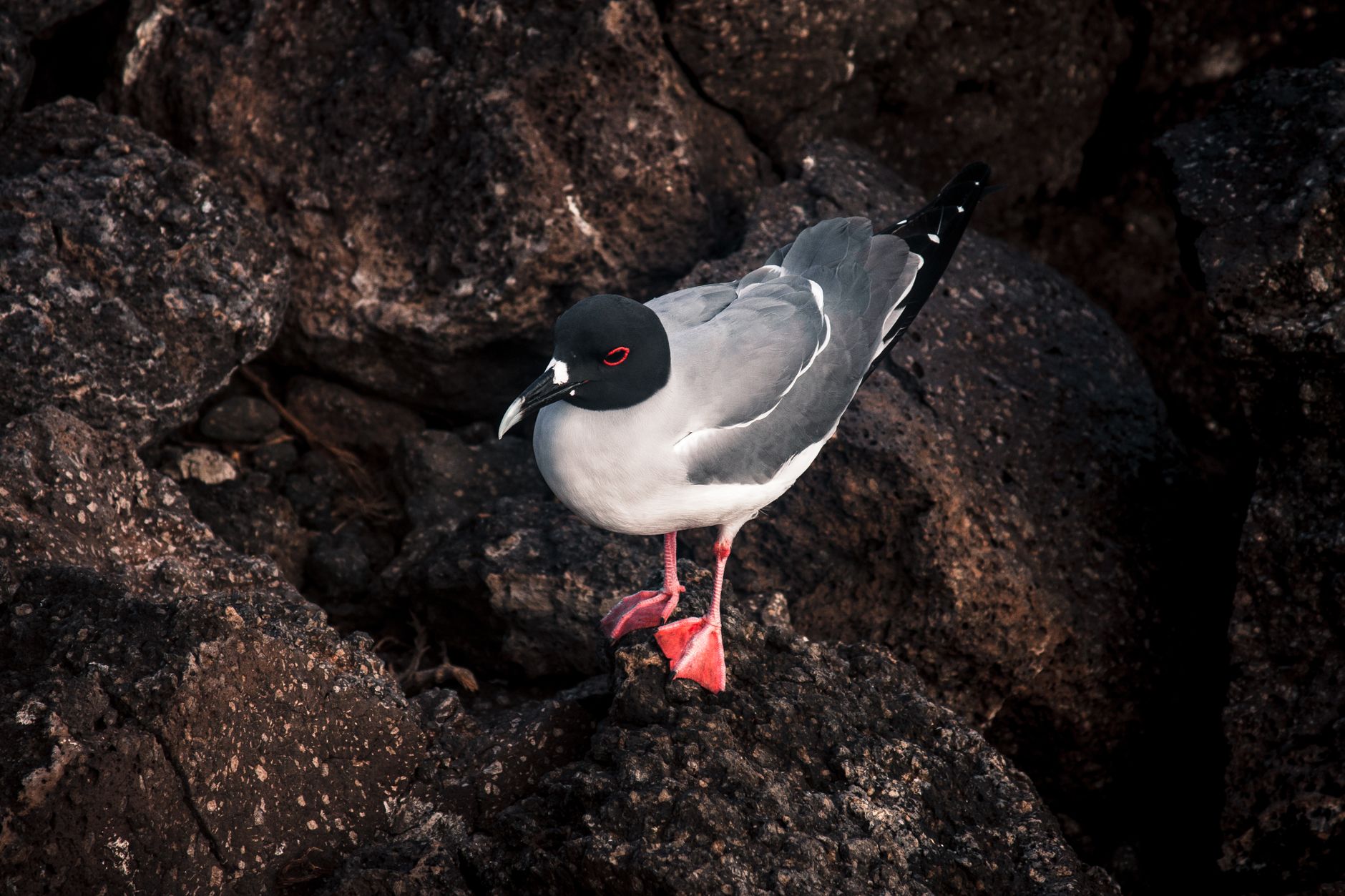 Fringuello vampiro delle Galápagos appollaiato su un ramo