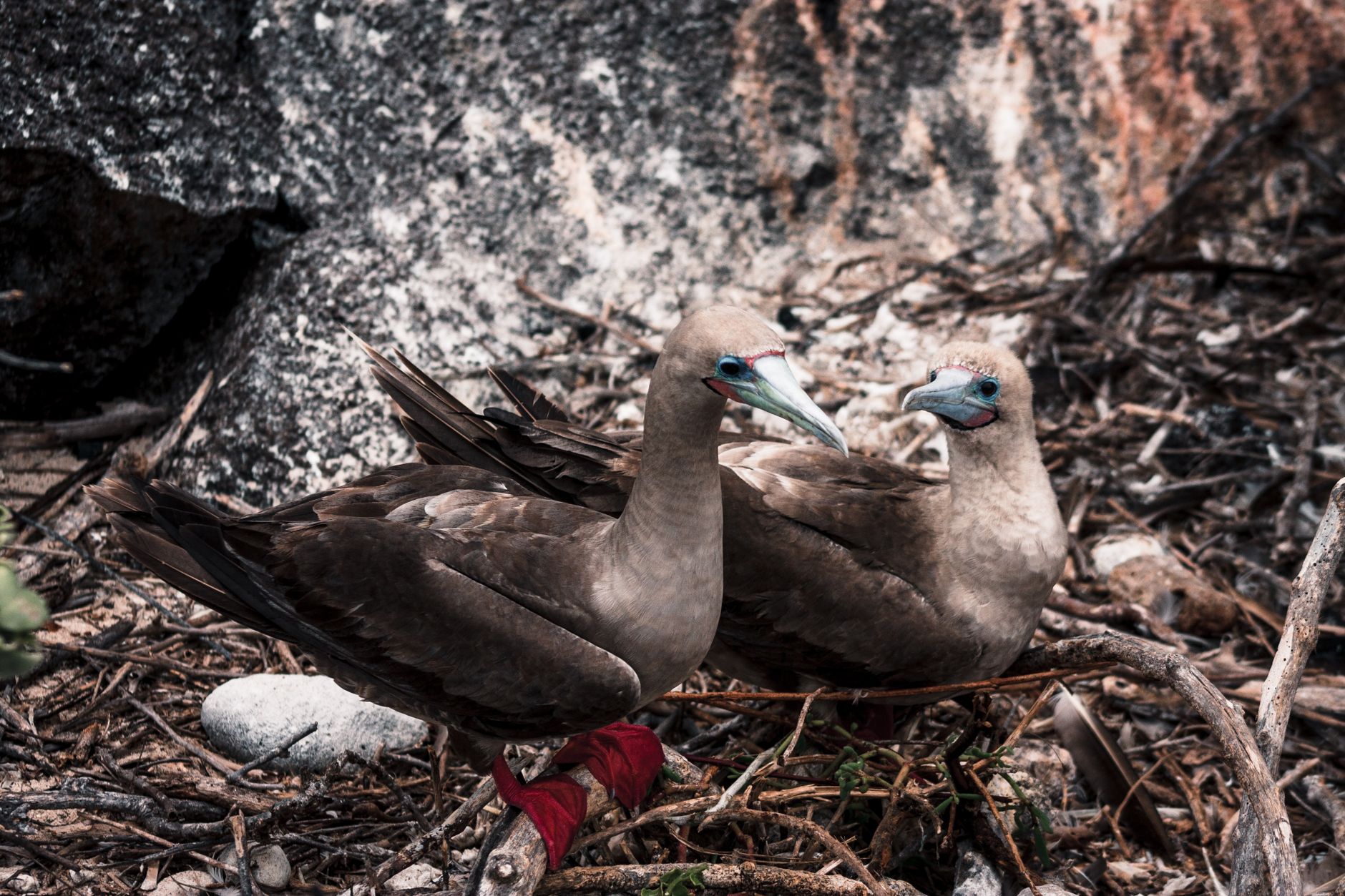 Fringuello di Darwin dal piumaggio scuro alle Galápagos