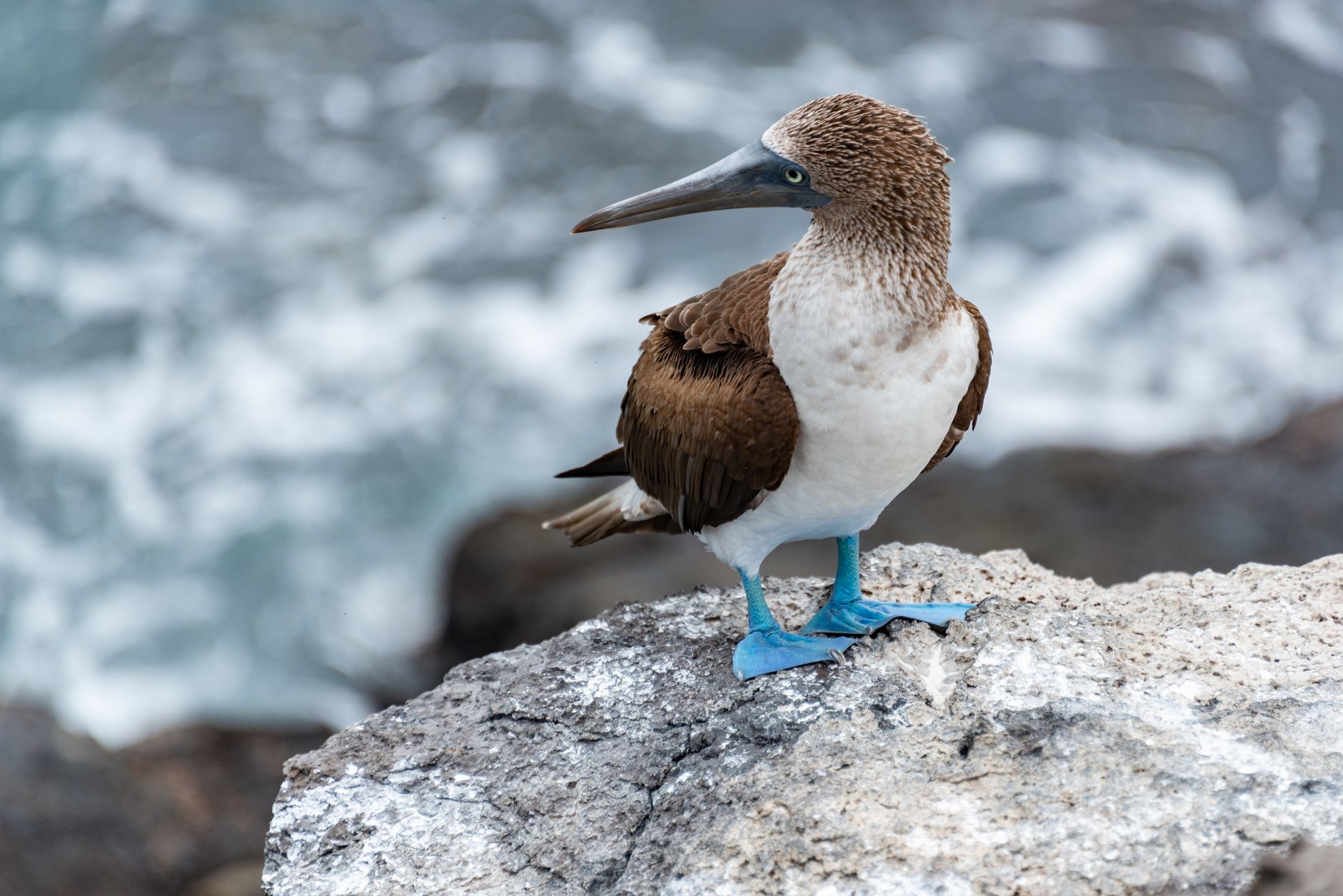 Piccolo uccello delle Galápagos in cerca di cibo tra le rocce