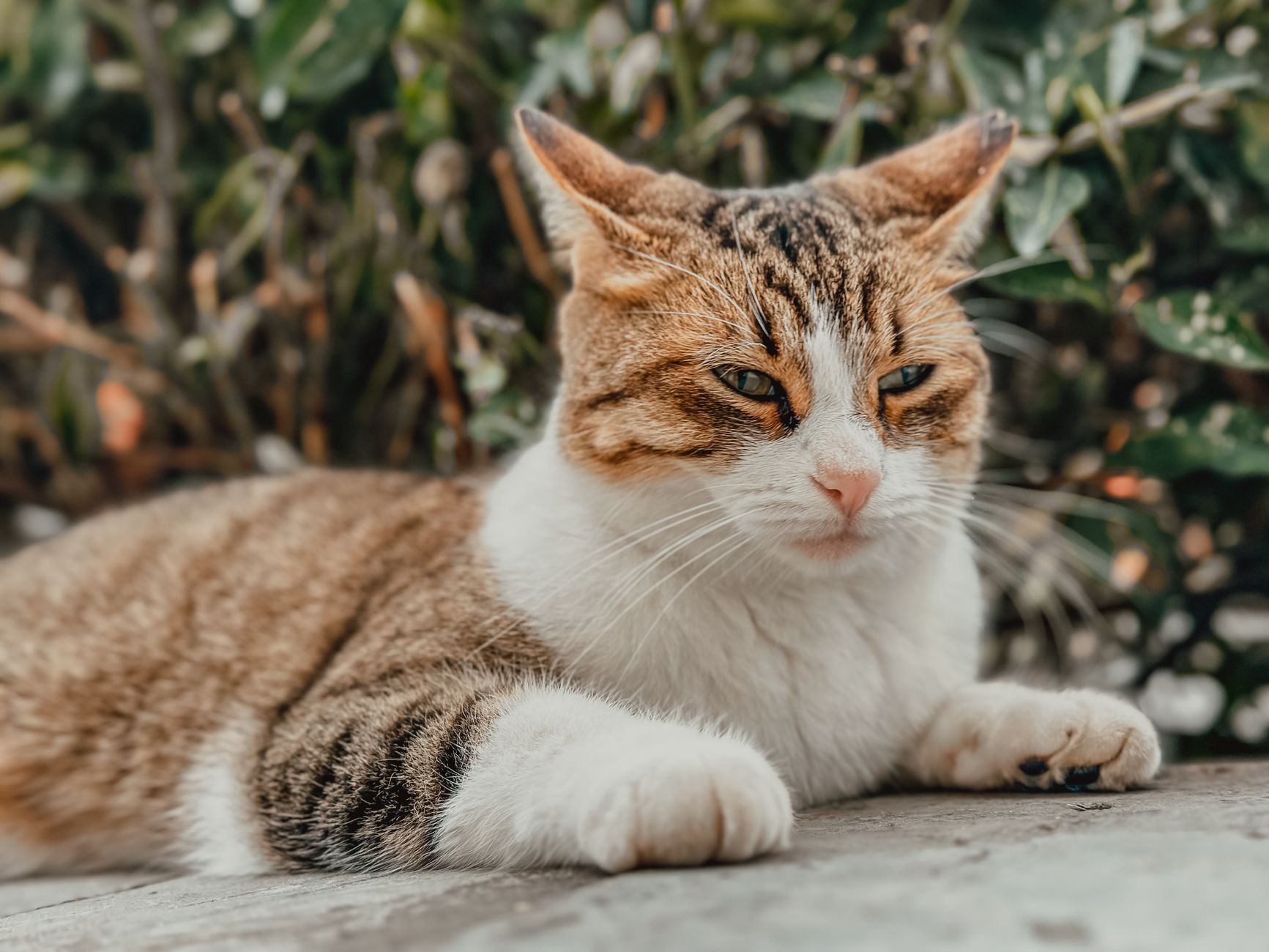 Gatto delle sabbie nel deserto