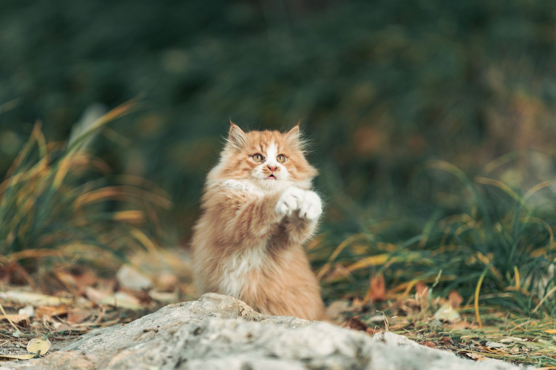 Gatto delle sabbie nel deserto (2)