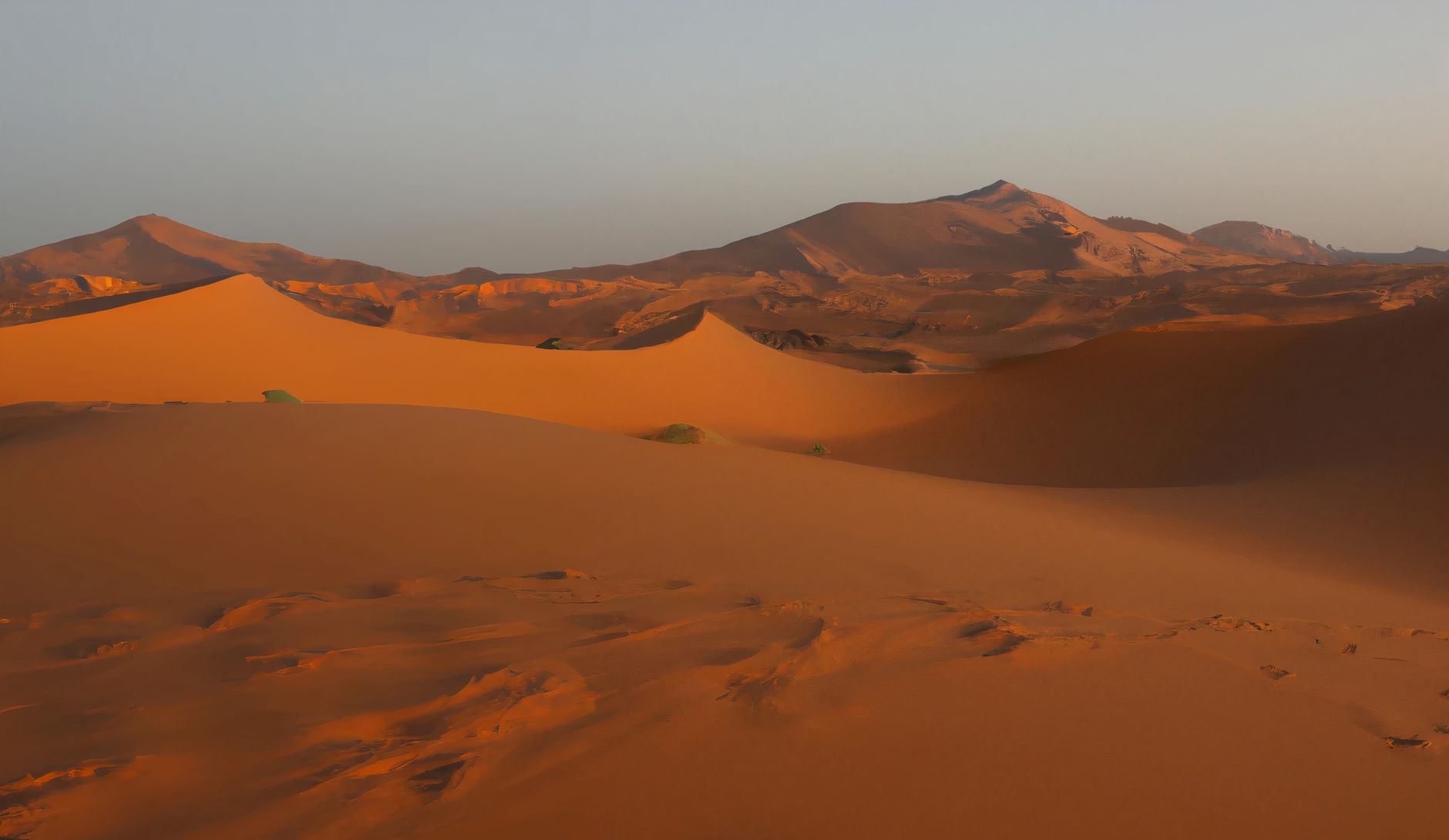Gatto delle sabbie nel deserto (4)