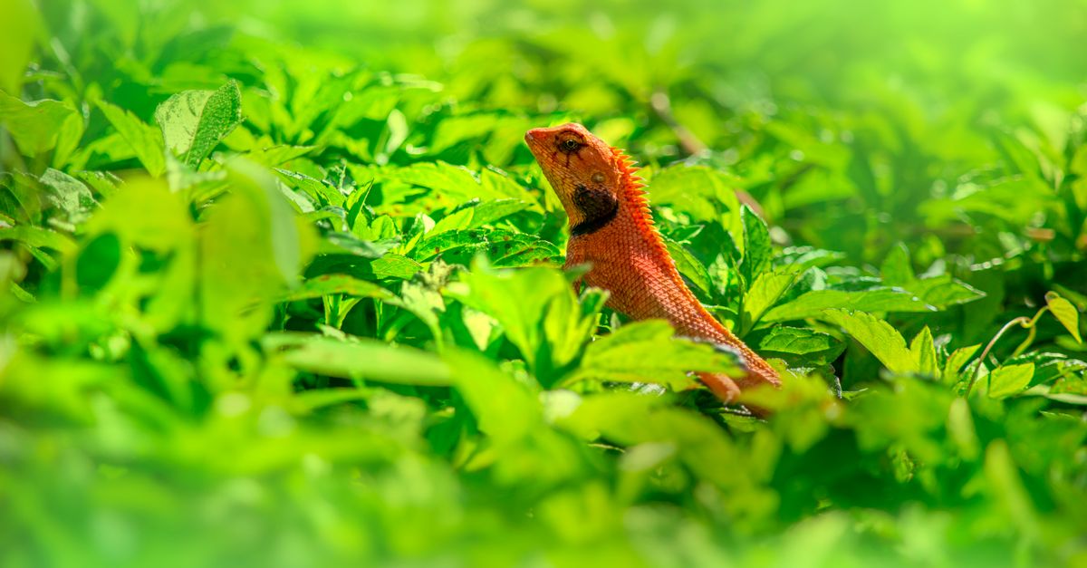 Il geco che si sfila la pelle per sfuggire ai predatori